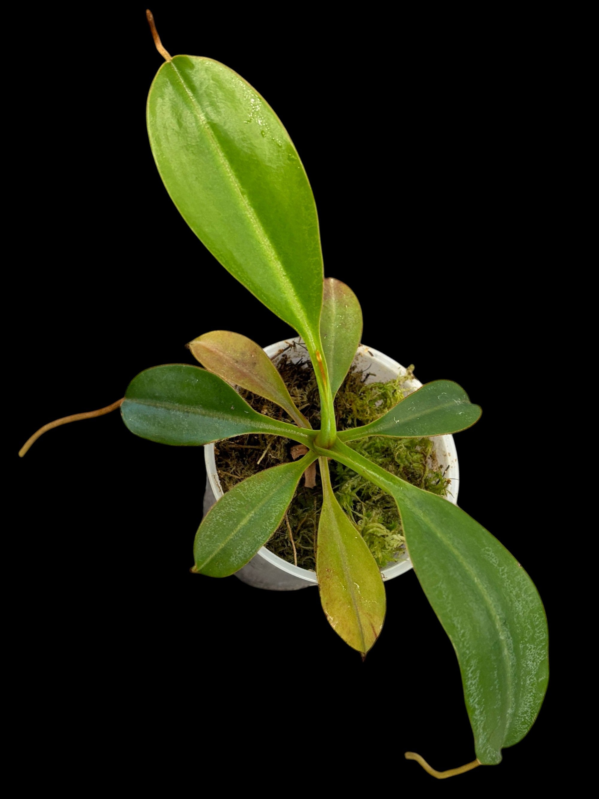 Nepenthes (spectabilis x lowii)
