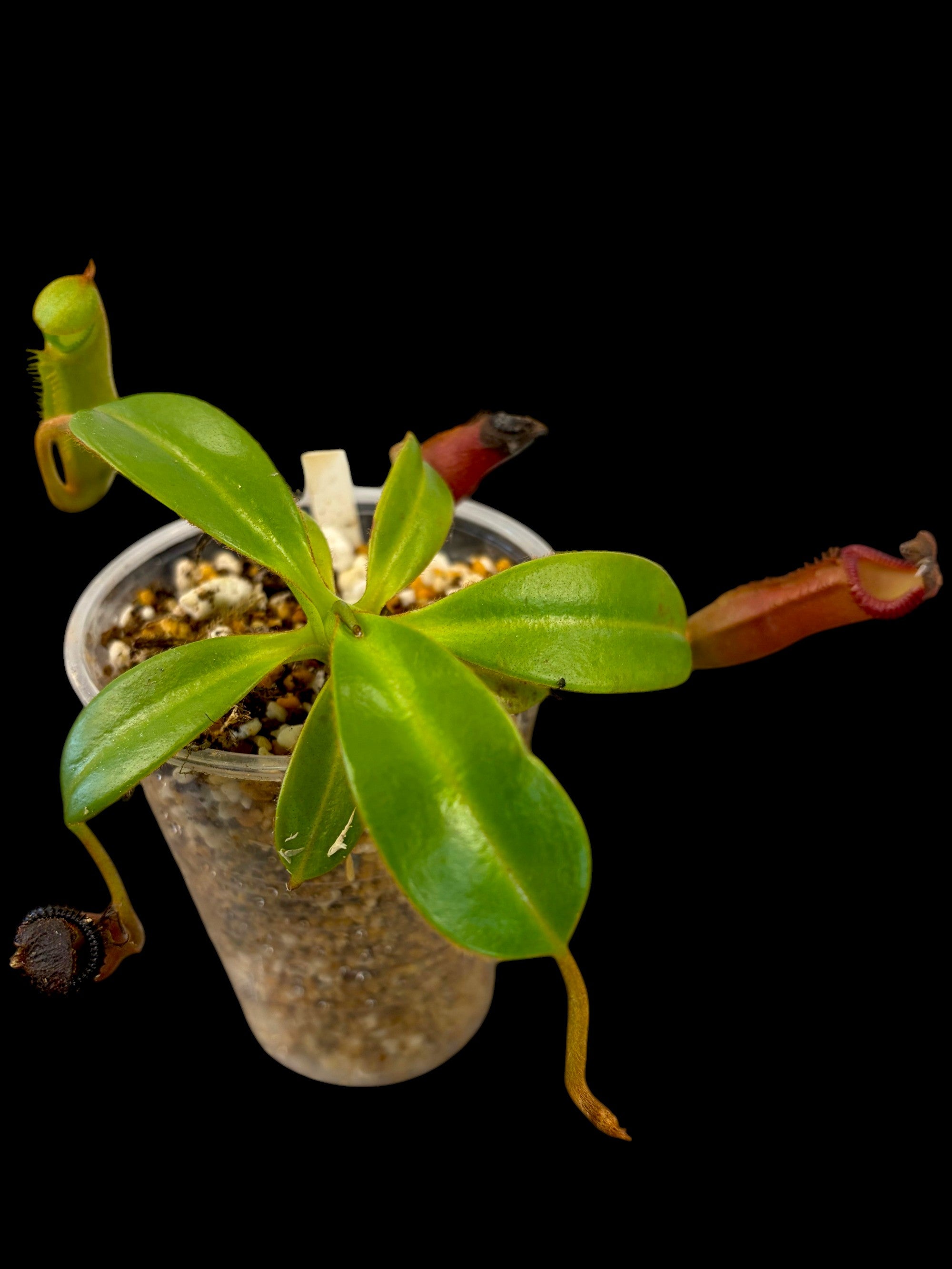 Nepenthes edwardsiana x burbidgeae Mont Kinabulu SG