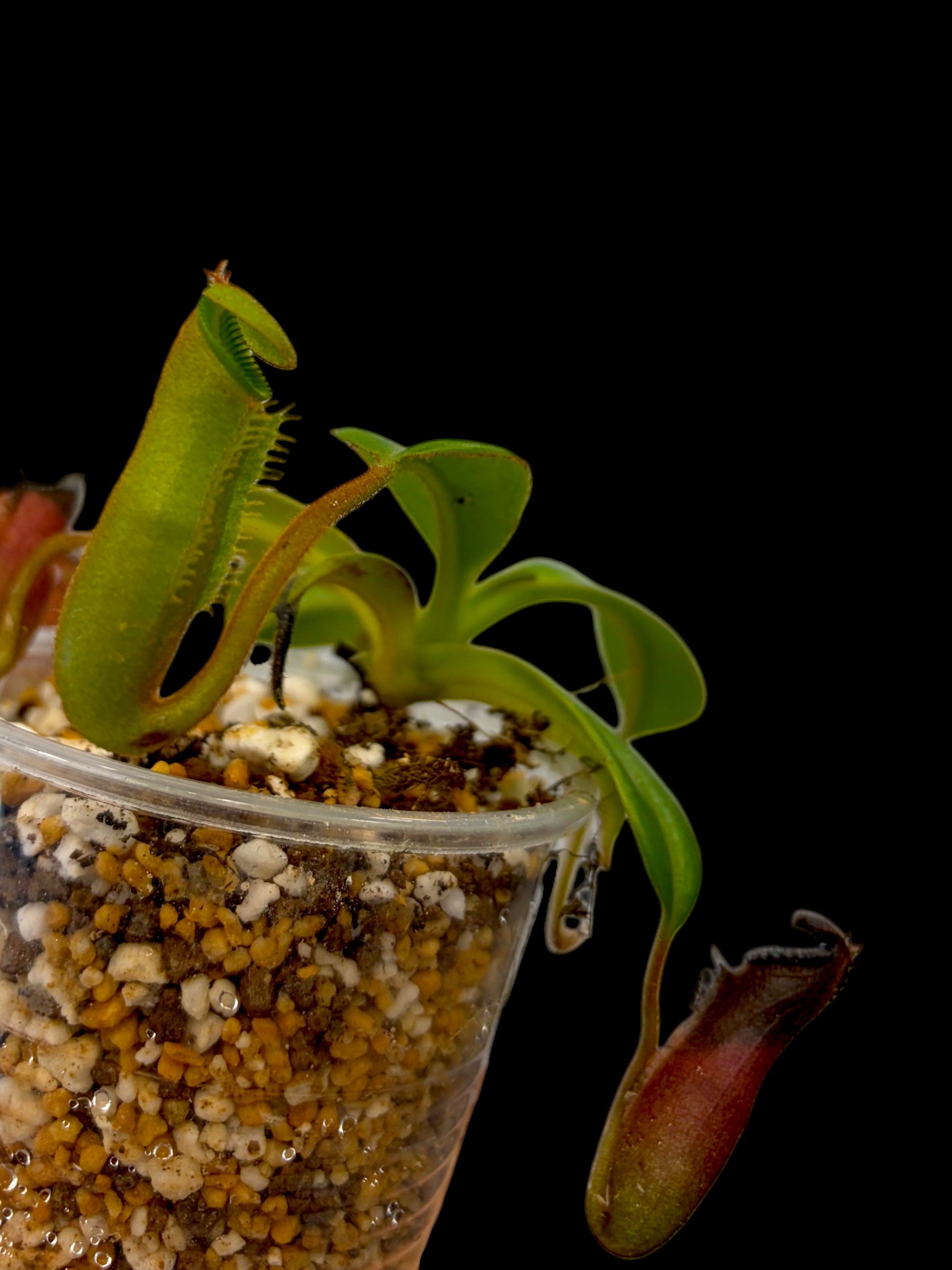 Nepenthes edwardsiana x burbidgeae Mont Kinabulu SG