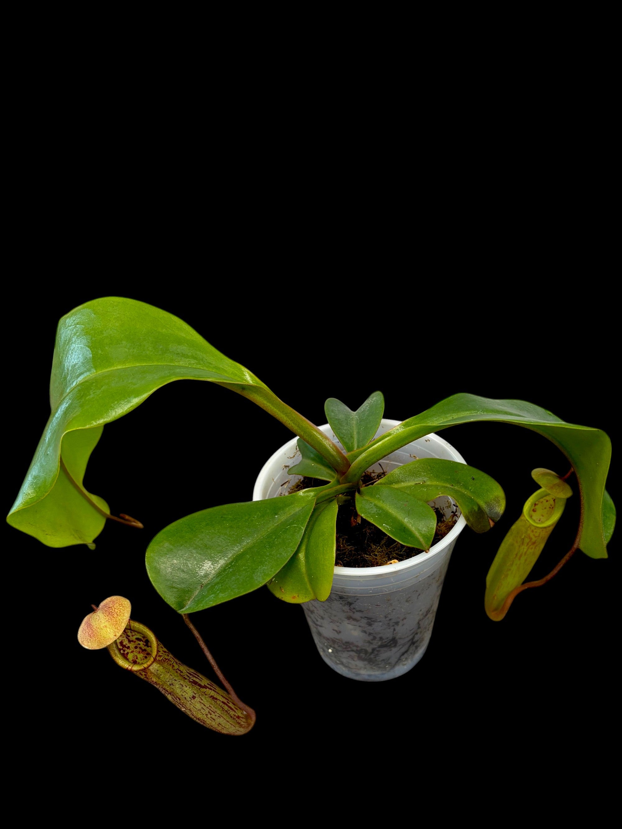 Nepenthes truncata x macfarlanei EP