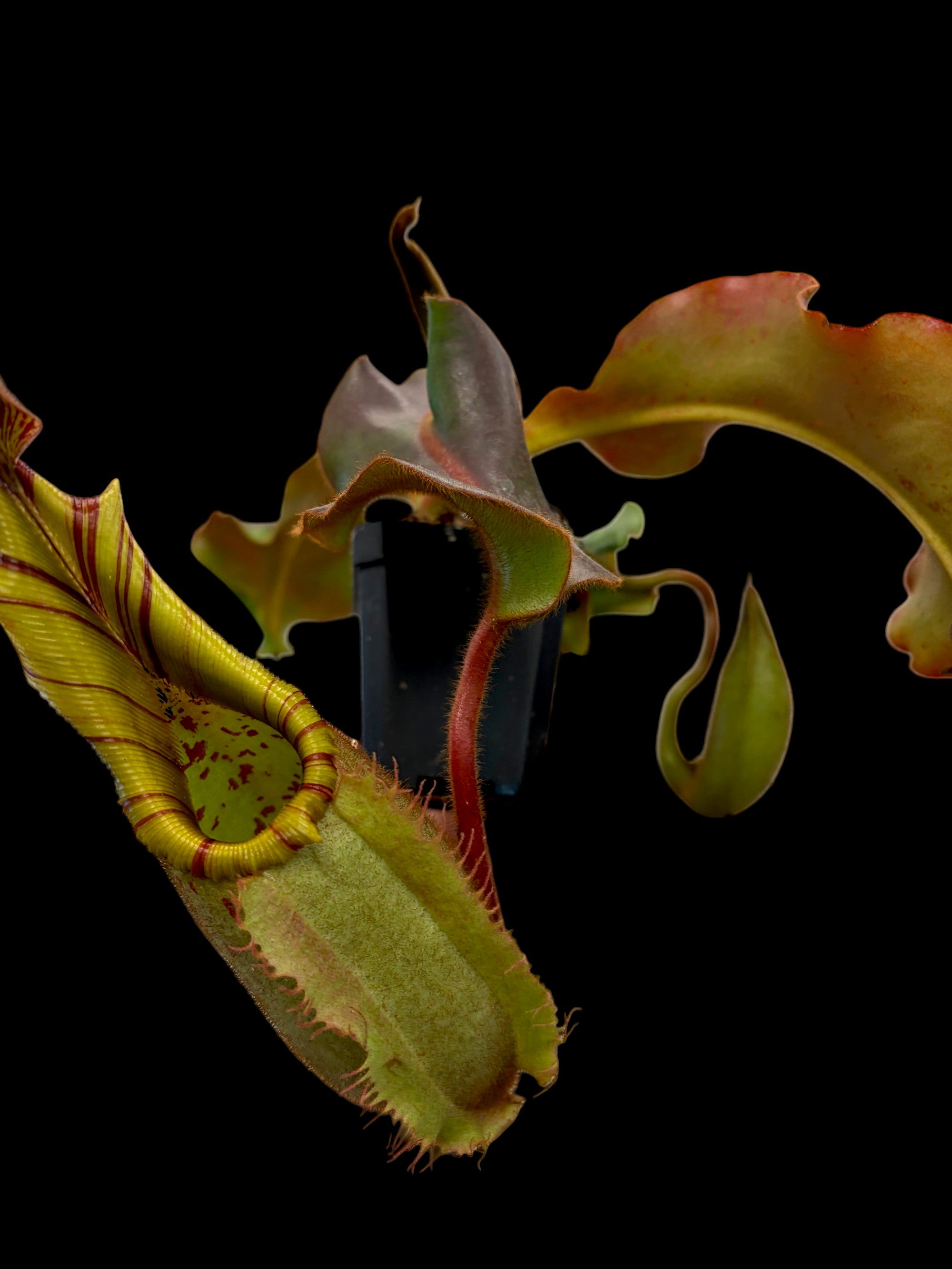 Nepenthes veitchii Pa'Umor