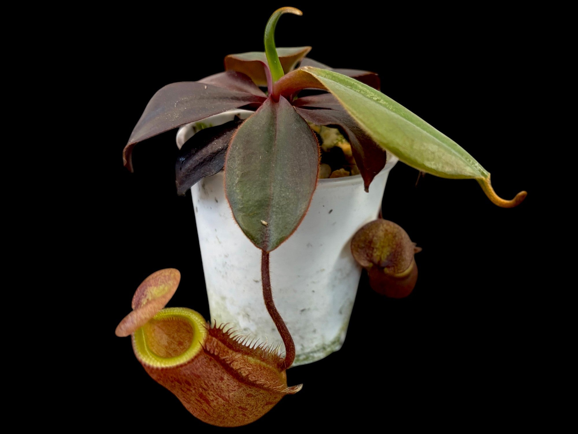 Nepenthes palawanensis