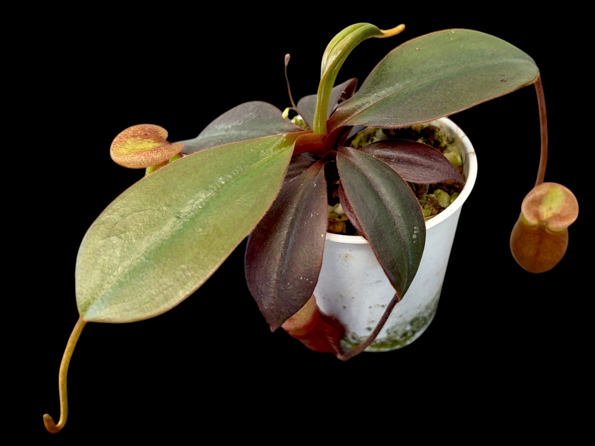 Nepenthes palawanensis