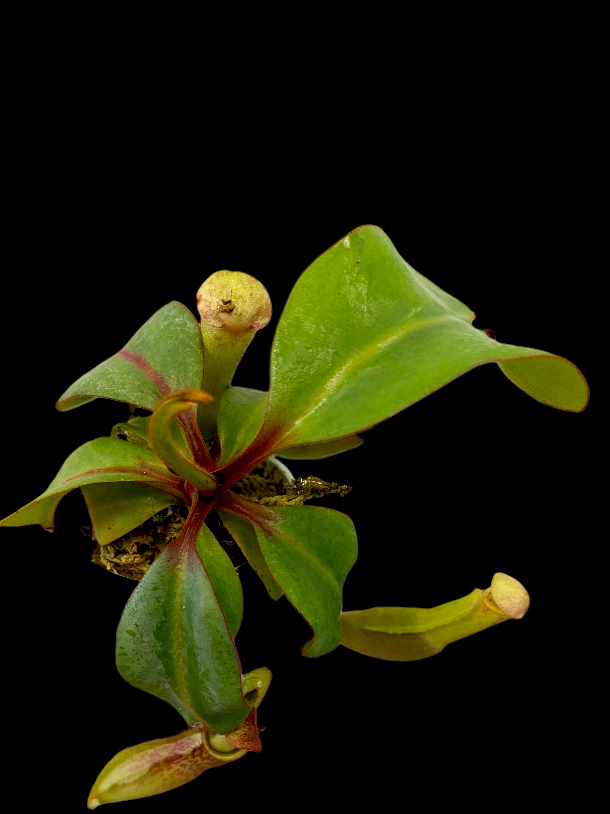 Assortiment de Nepenthes