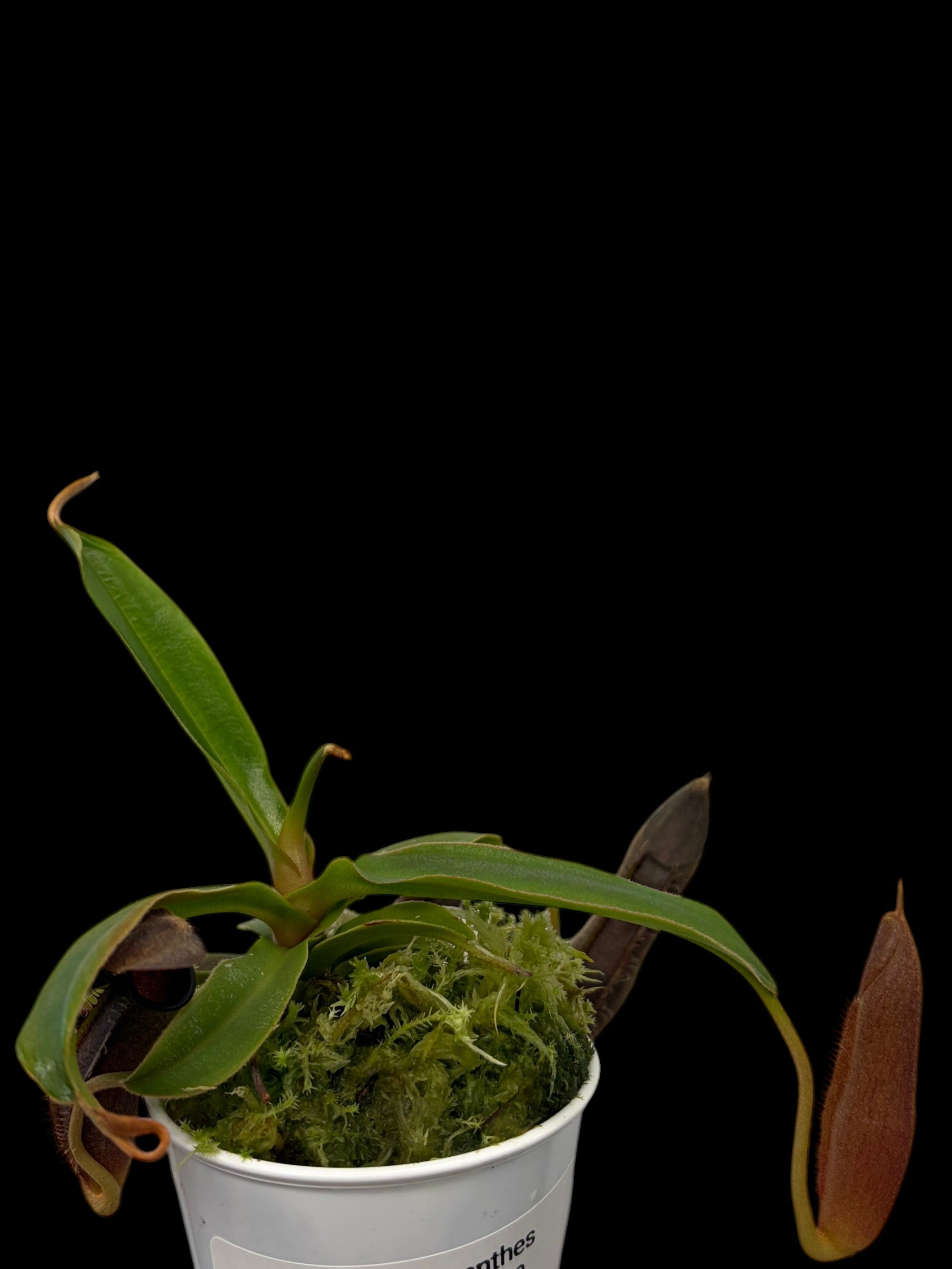 Nepenthes lingulata
