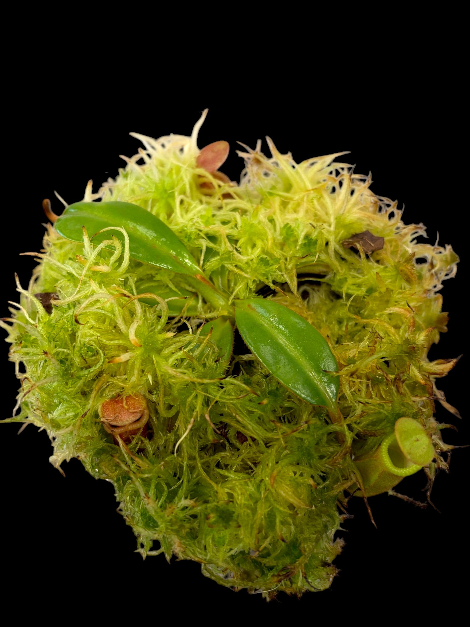 Nepenthes macrophylla 'Mt Trusmadi, SG'