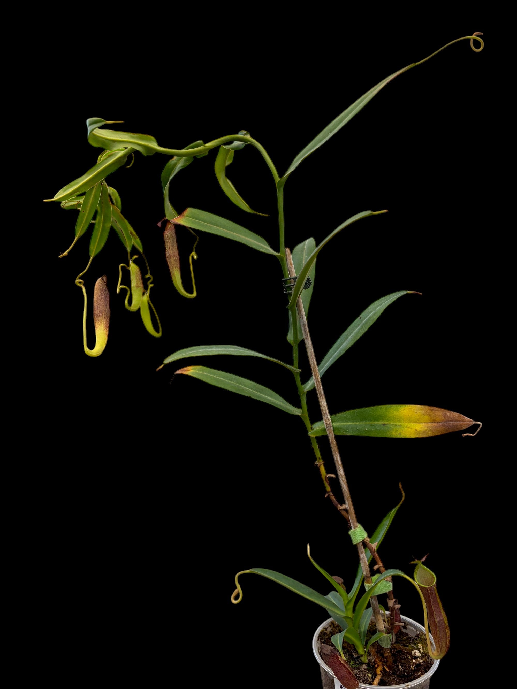 Nepenthes ramispina Genting Highlands