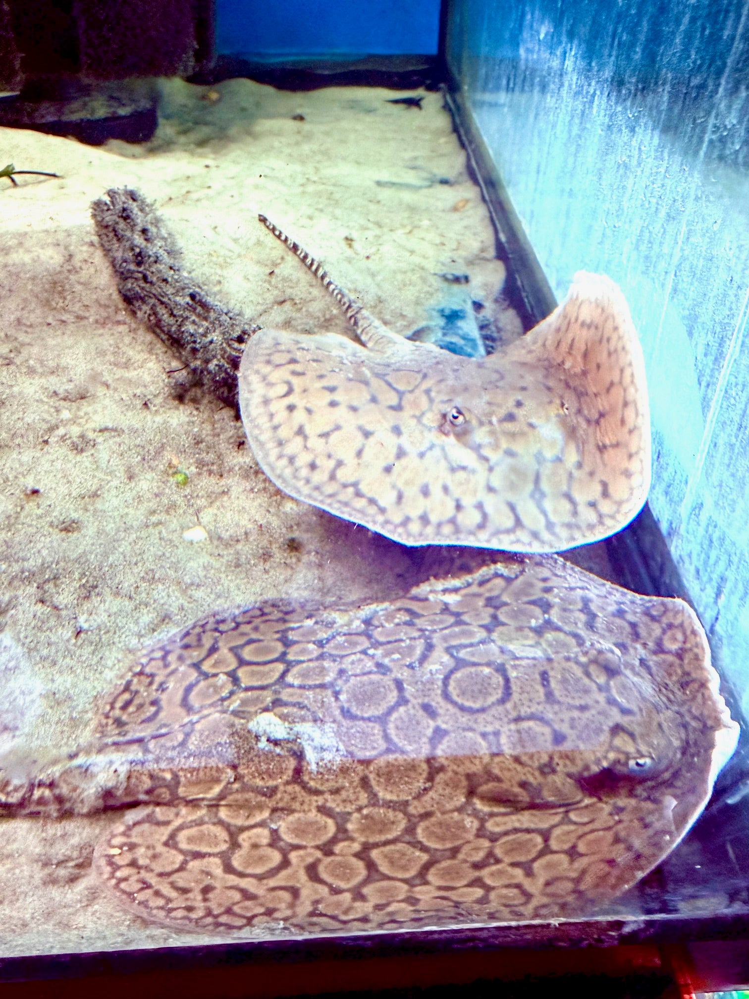 Marble Motoro Stingray (NO WARRANTEE)