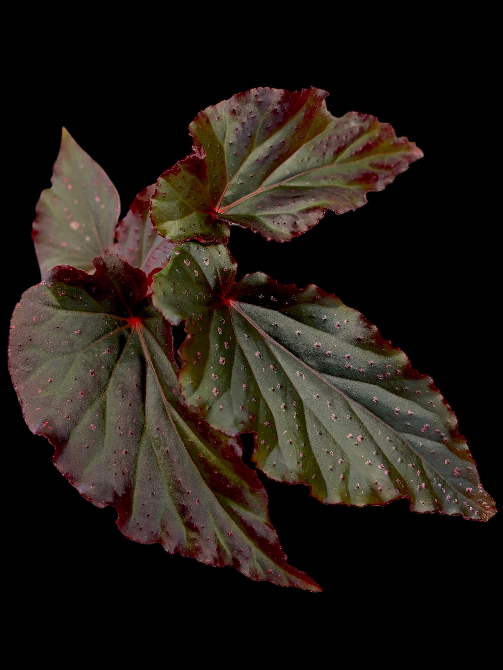 Begonia 'Lynda Dawn'