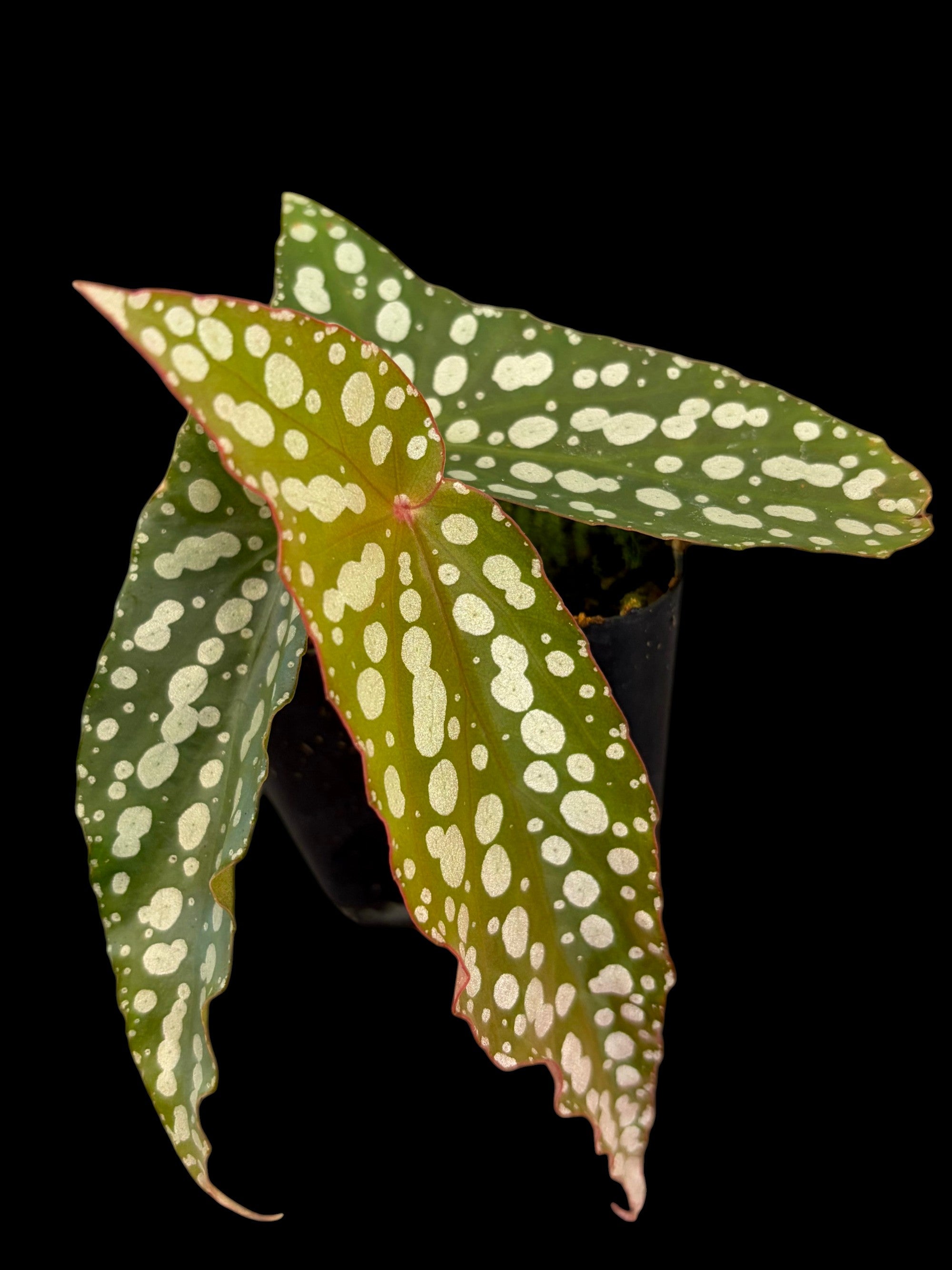 Bégonia Ludwigii