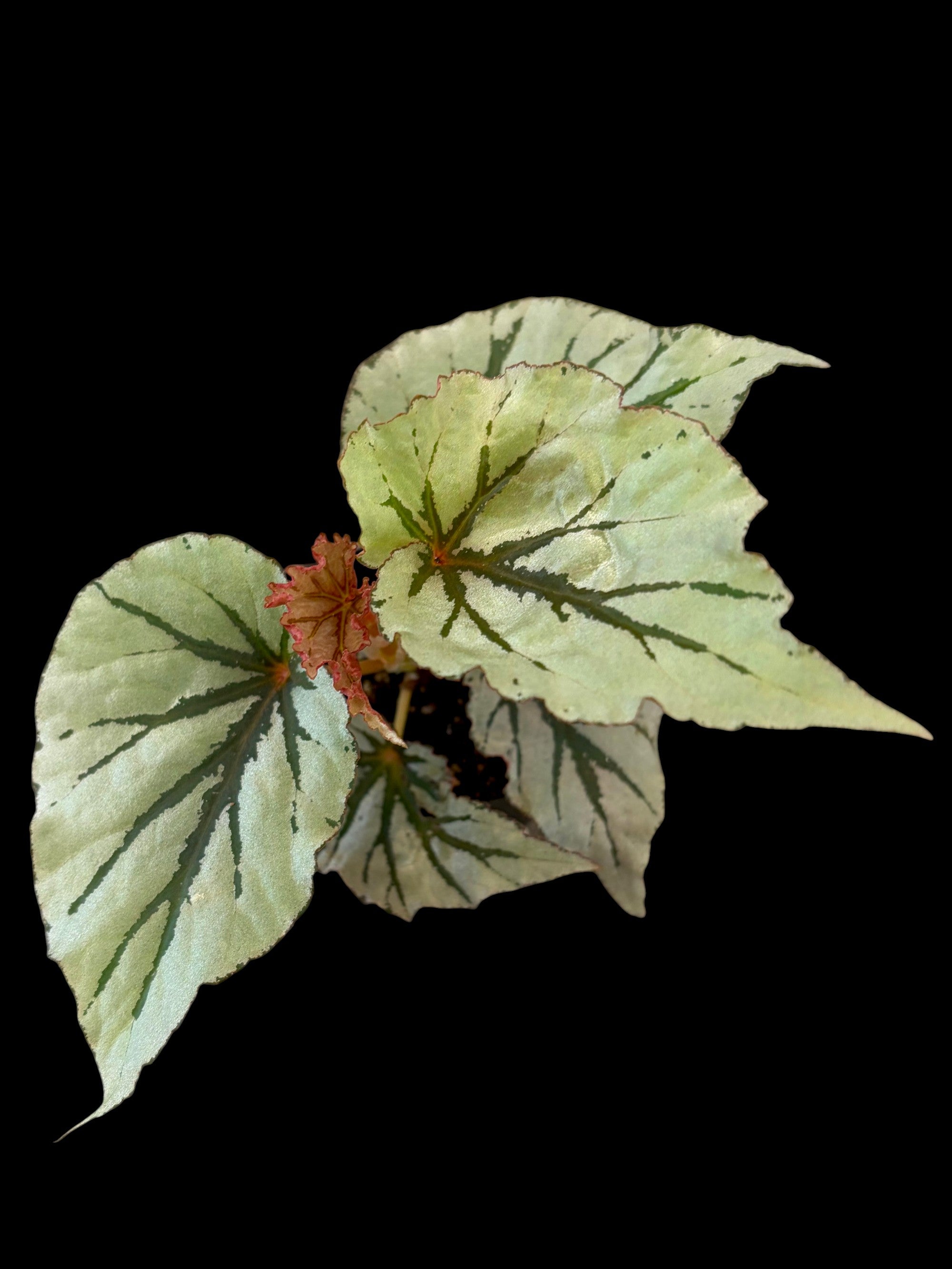 Série Begonia Encanto