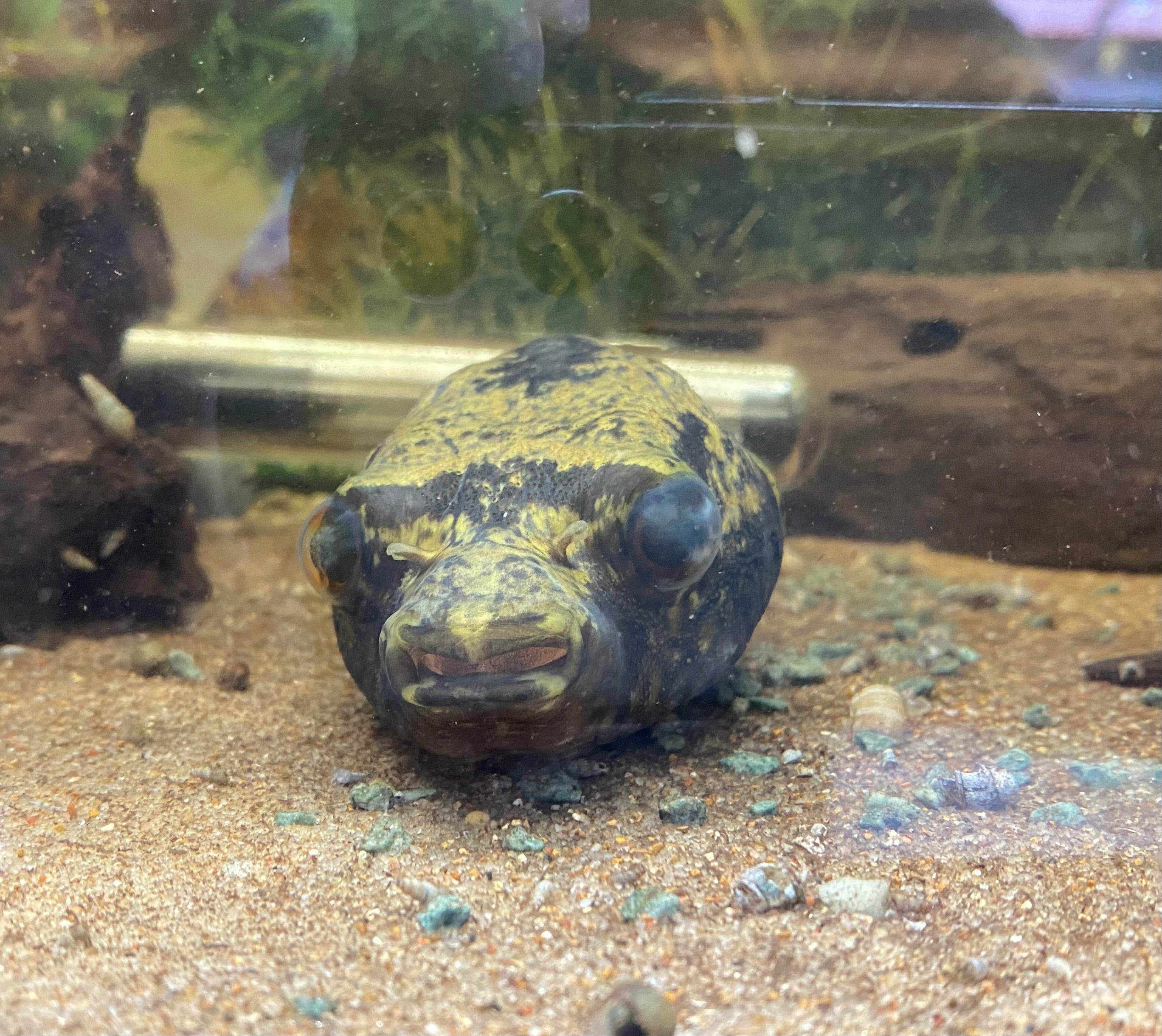 Humpback/Dragon Pufferfish