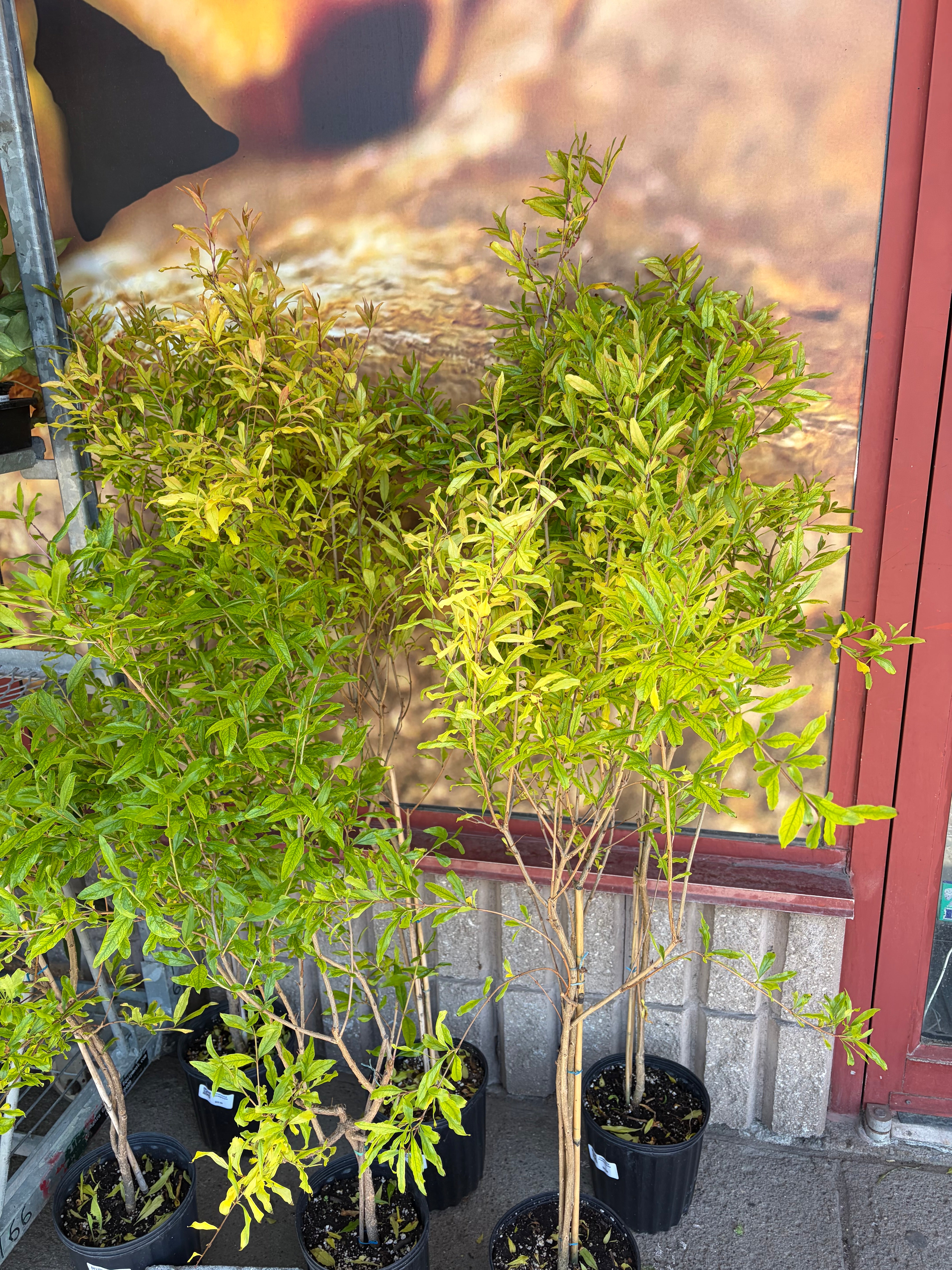 Citronnier Ponderosa