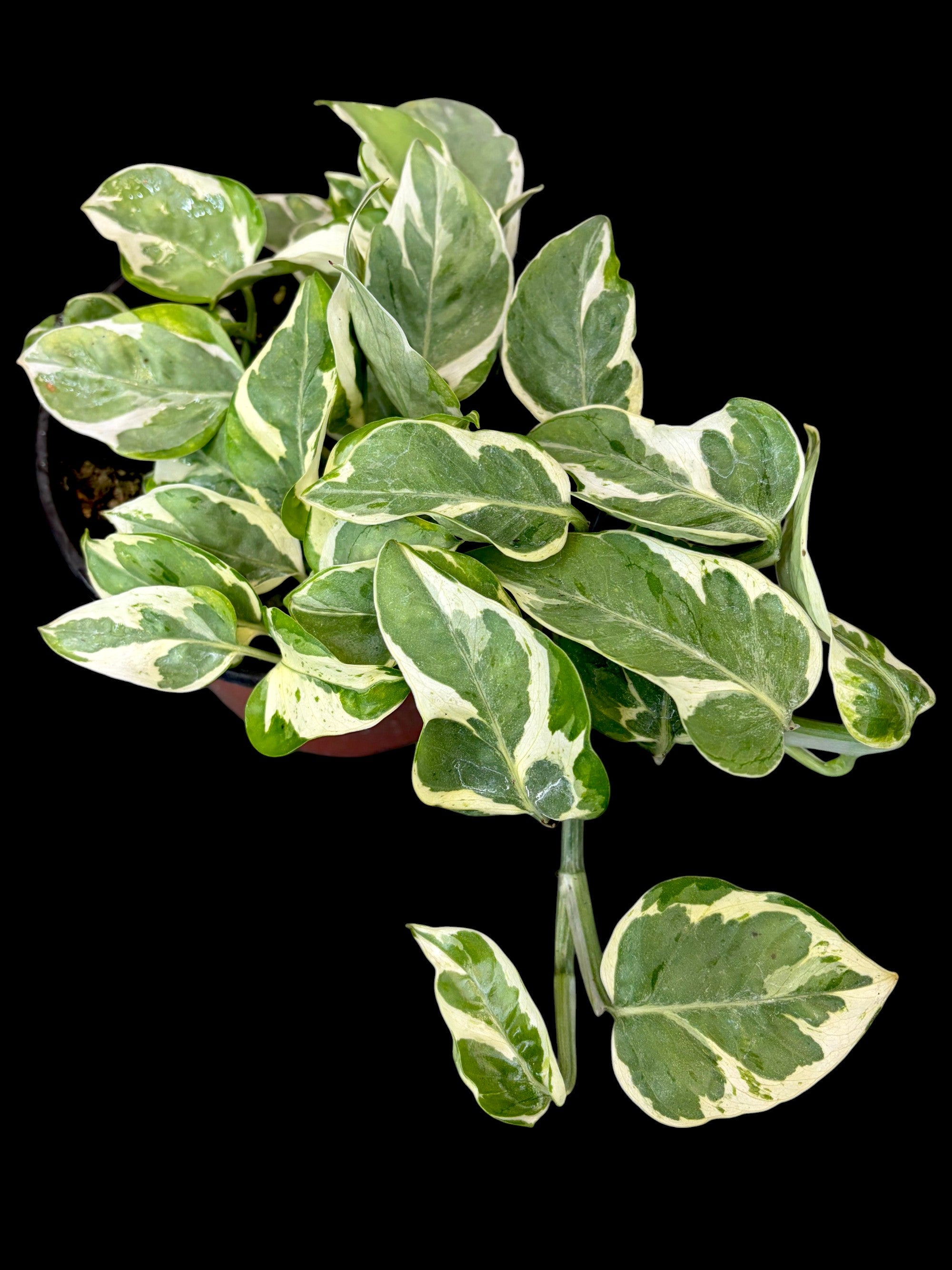 Pothos doré (Totem)