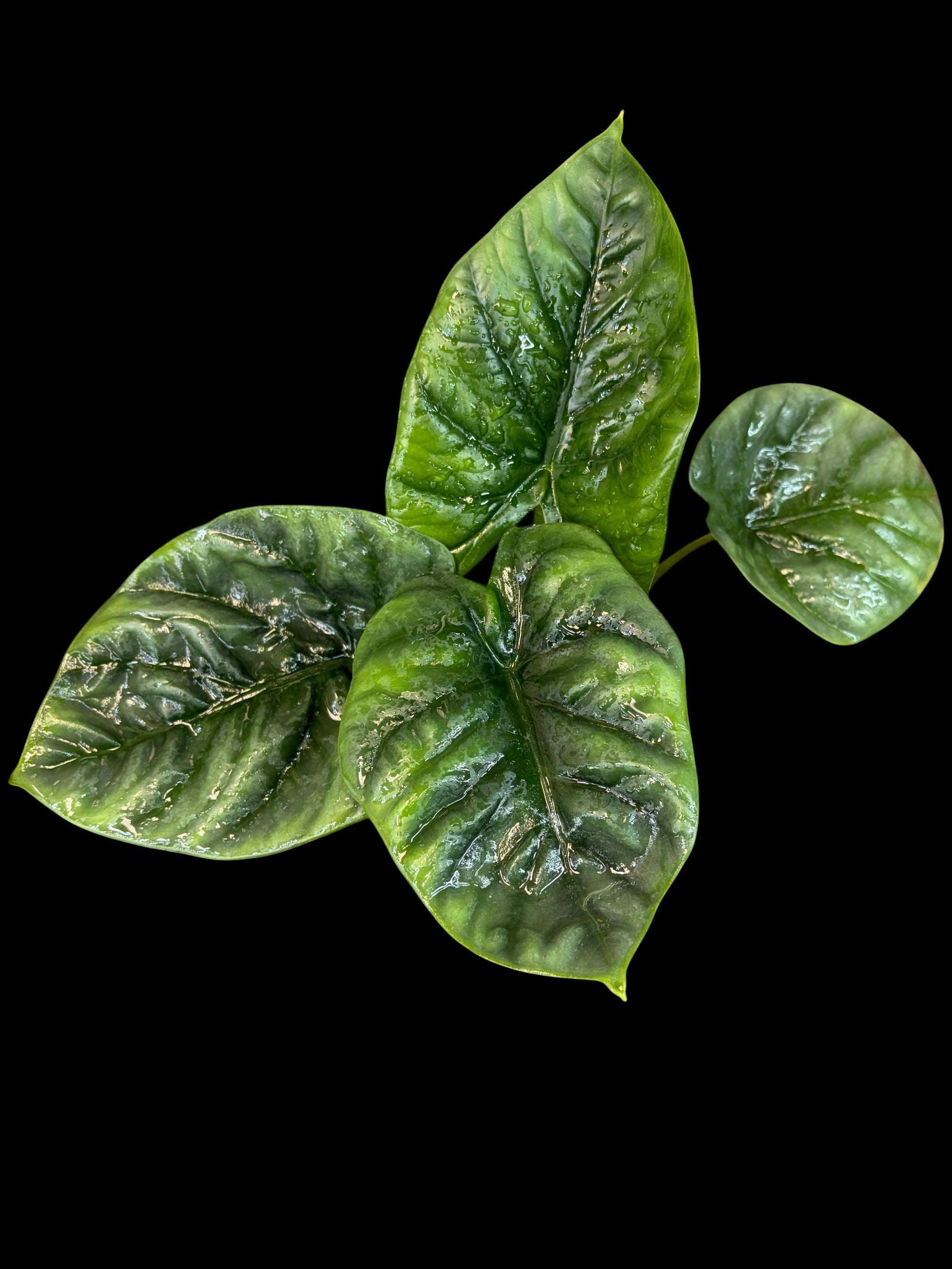 Alocasia Regal Shields
