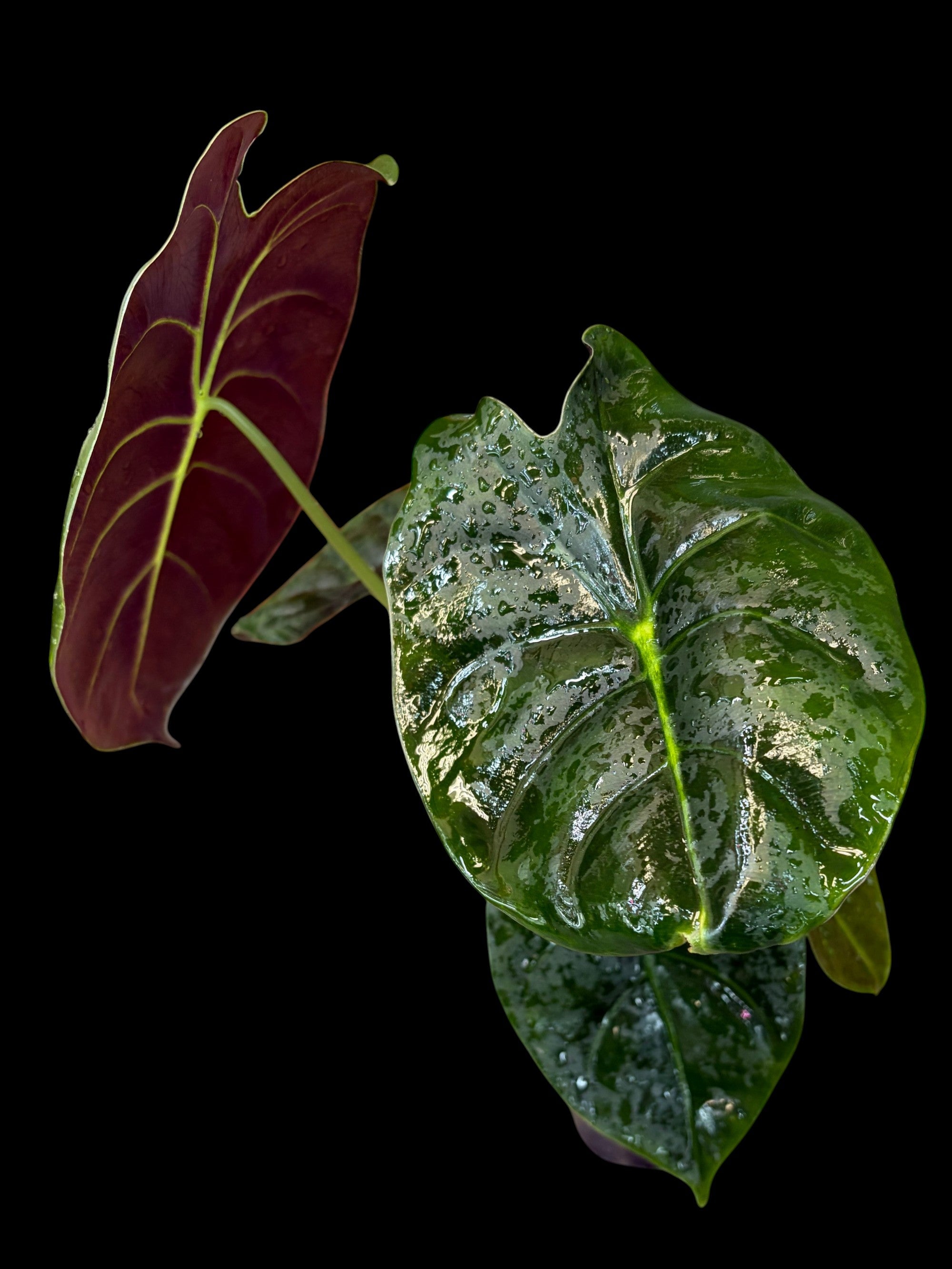 Alocasia Golden Bone