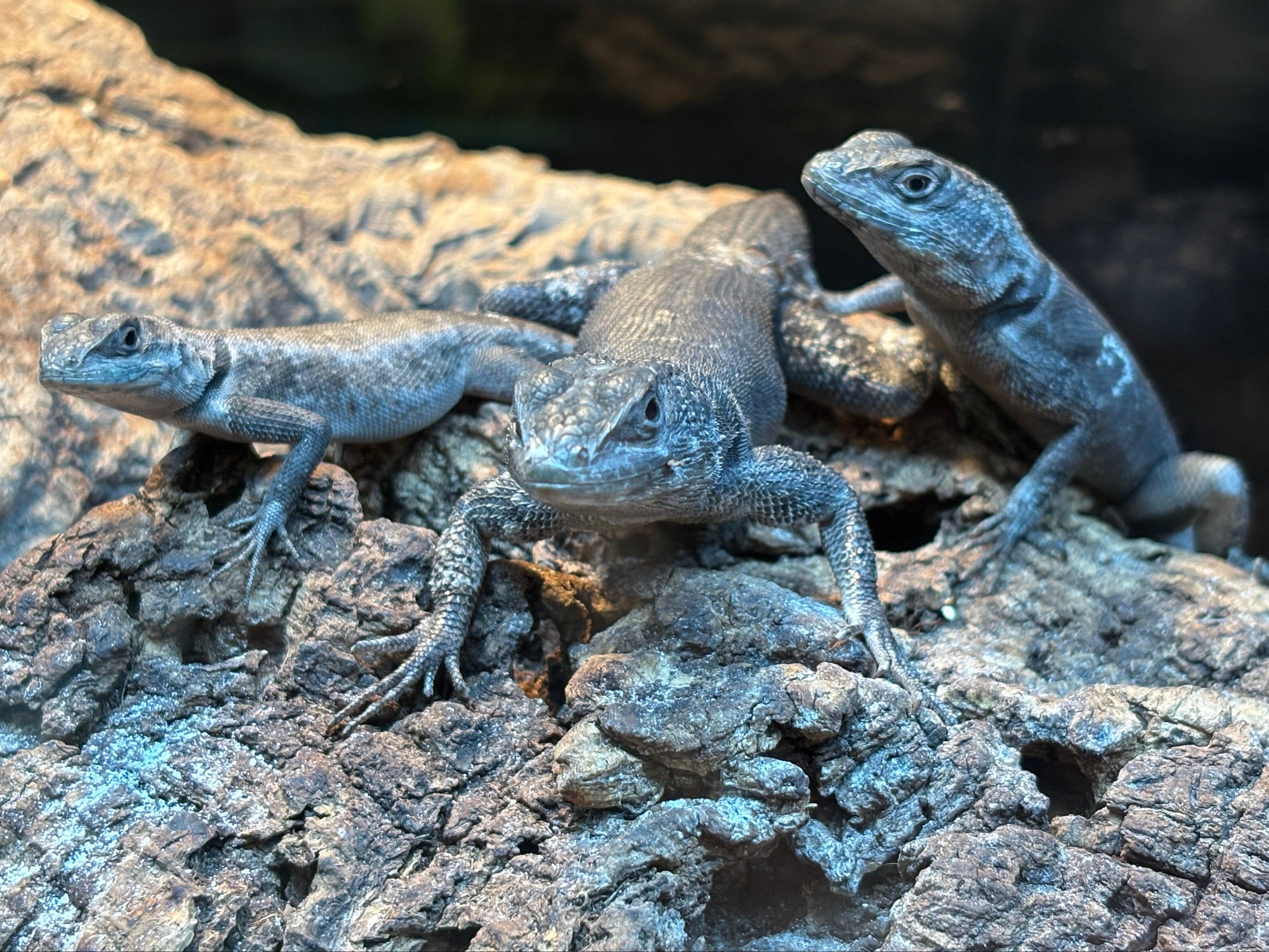 Lézard à collier oriental