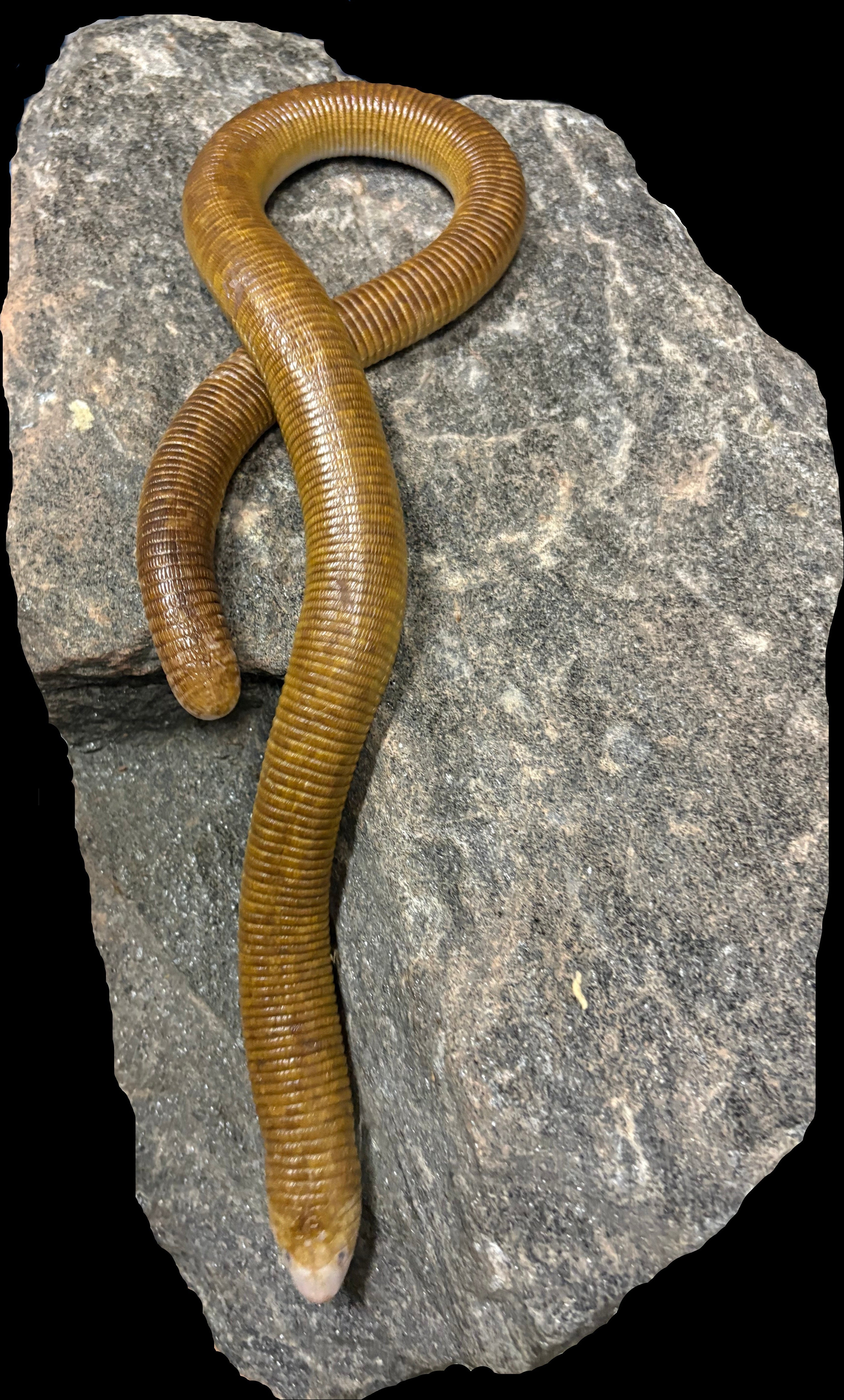 White Worm Lizard (Amphisbaena alba)