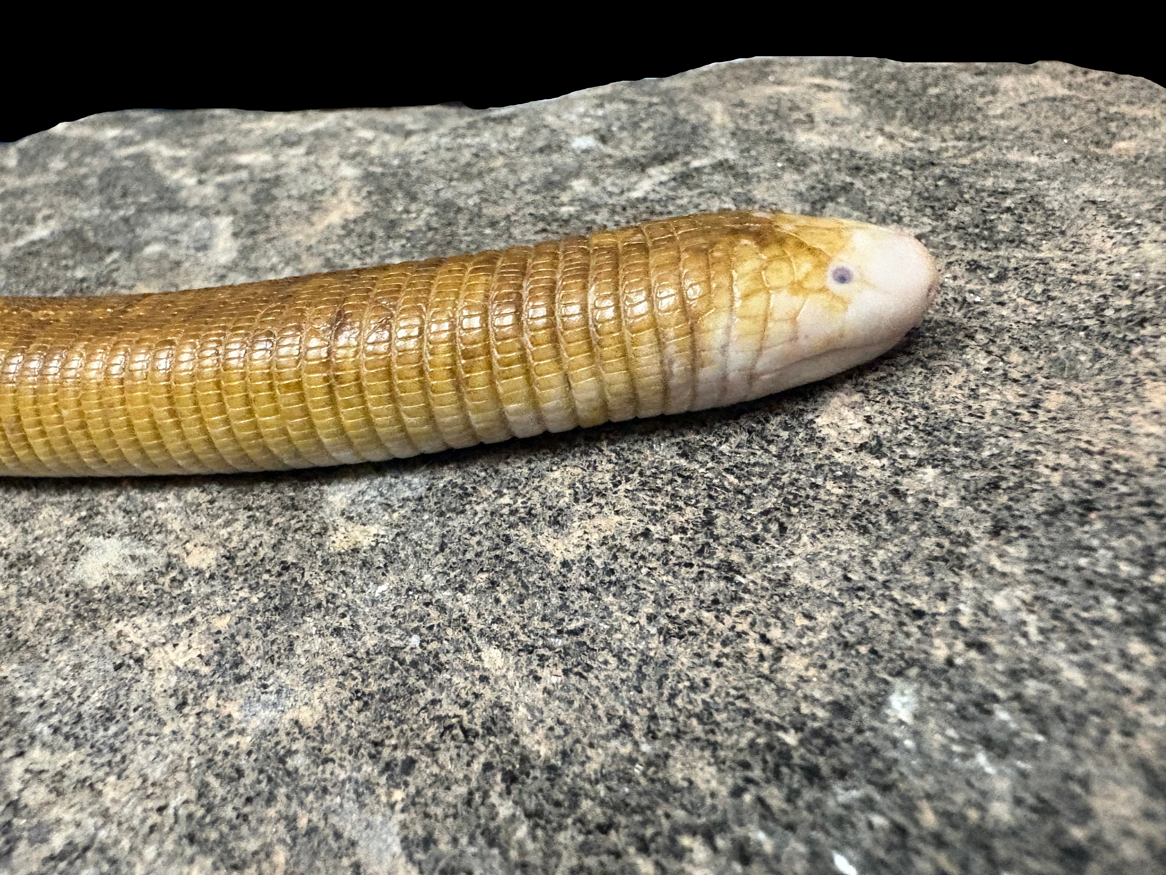 White Worm Lizard (Amphisbaena alba)