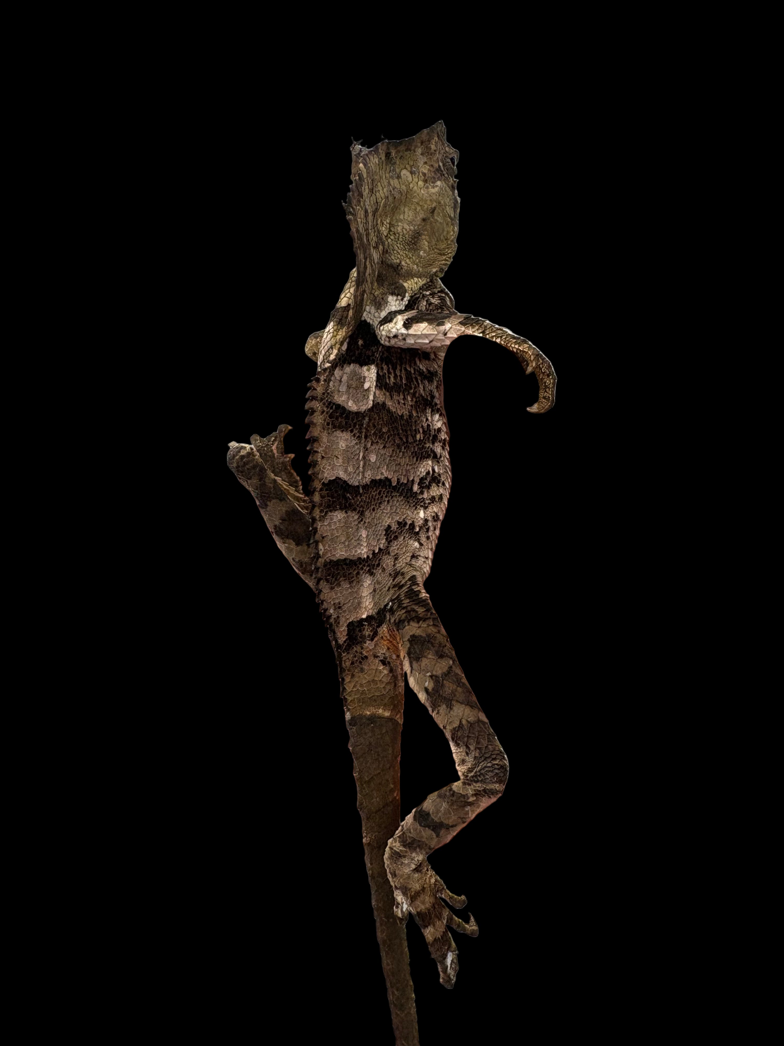 Smooth Helmeted Iguana (Corytophanes cristatus)