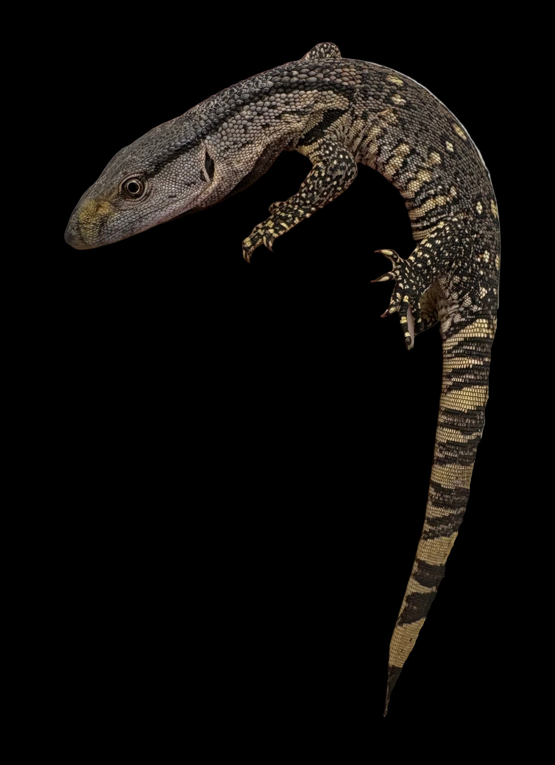 Varan noir (Varanus beccarii)
