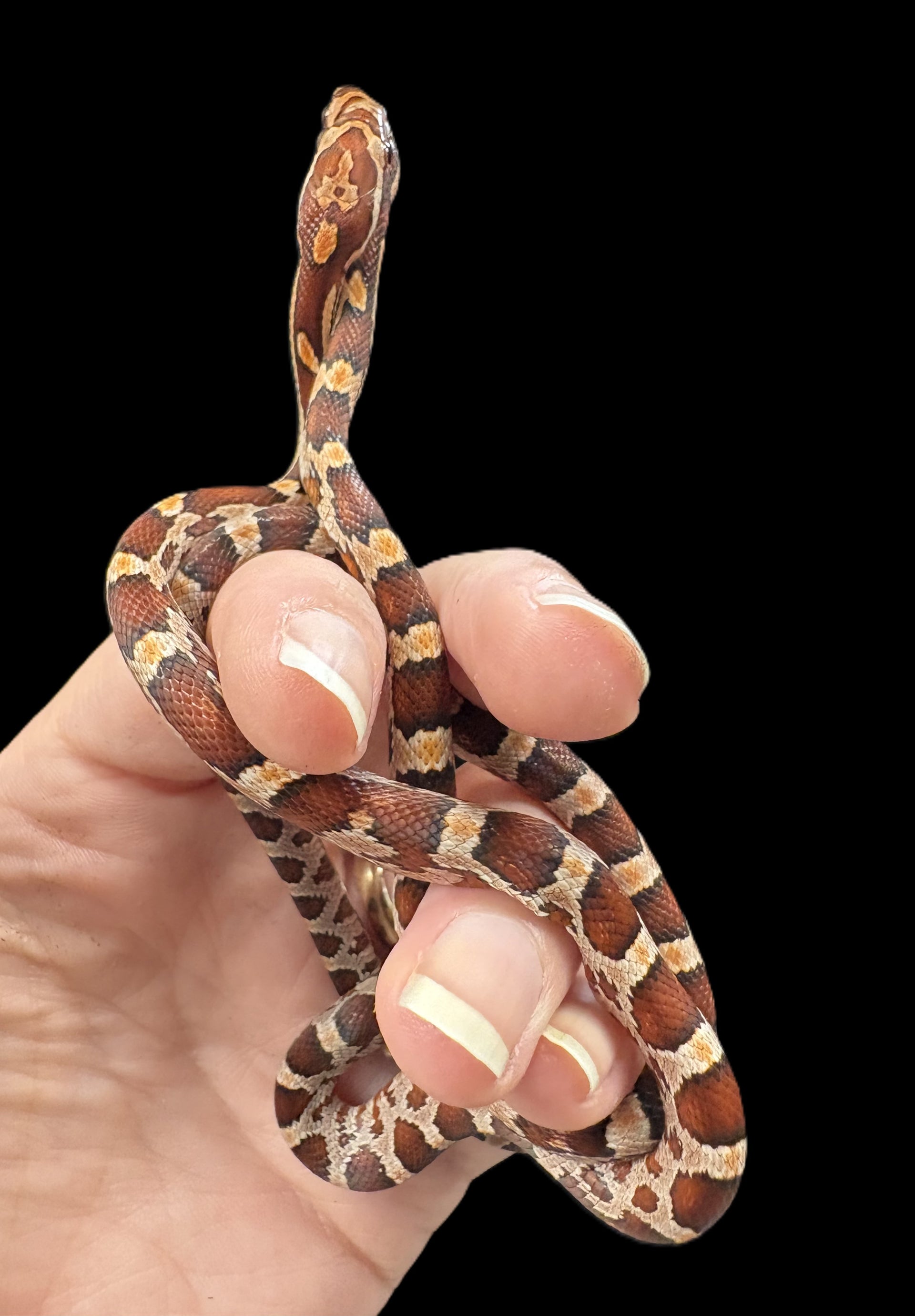 corn snake burrowed into potted plant Corn Snake (Normal)