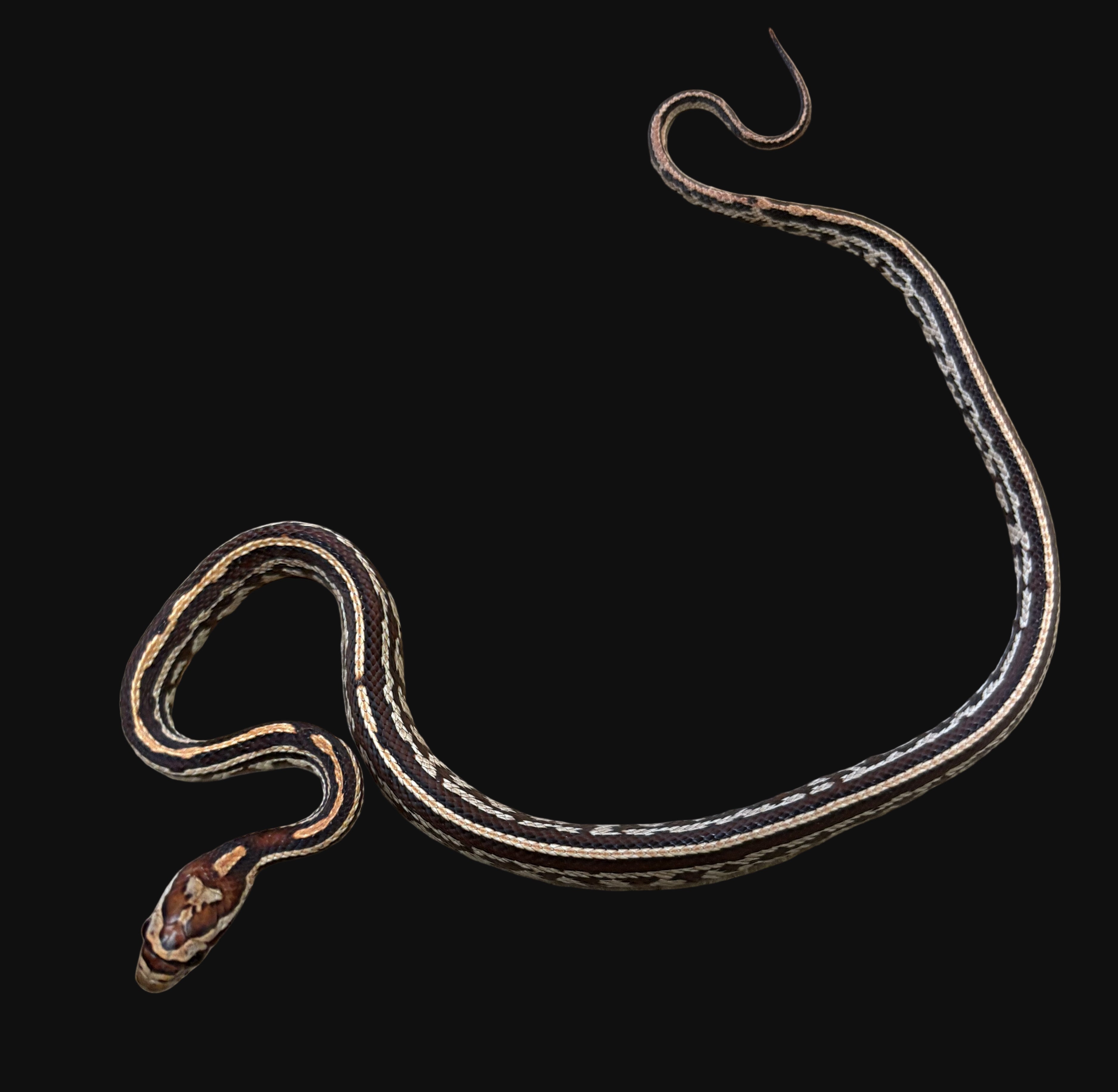 Serpent des blés (Tessera)