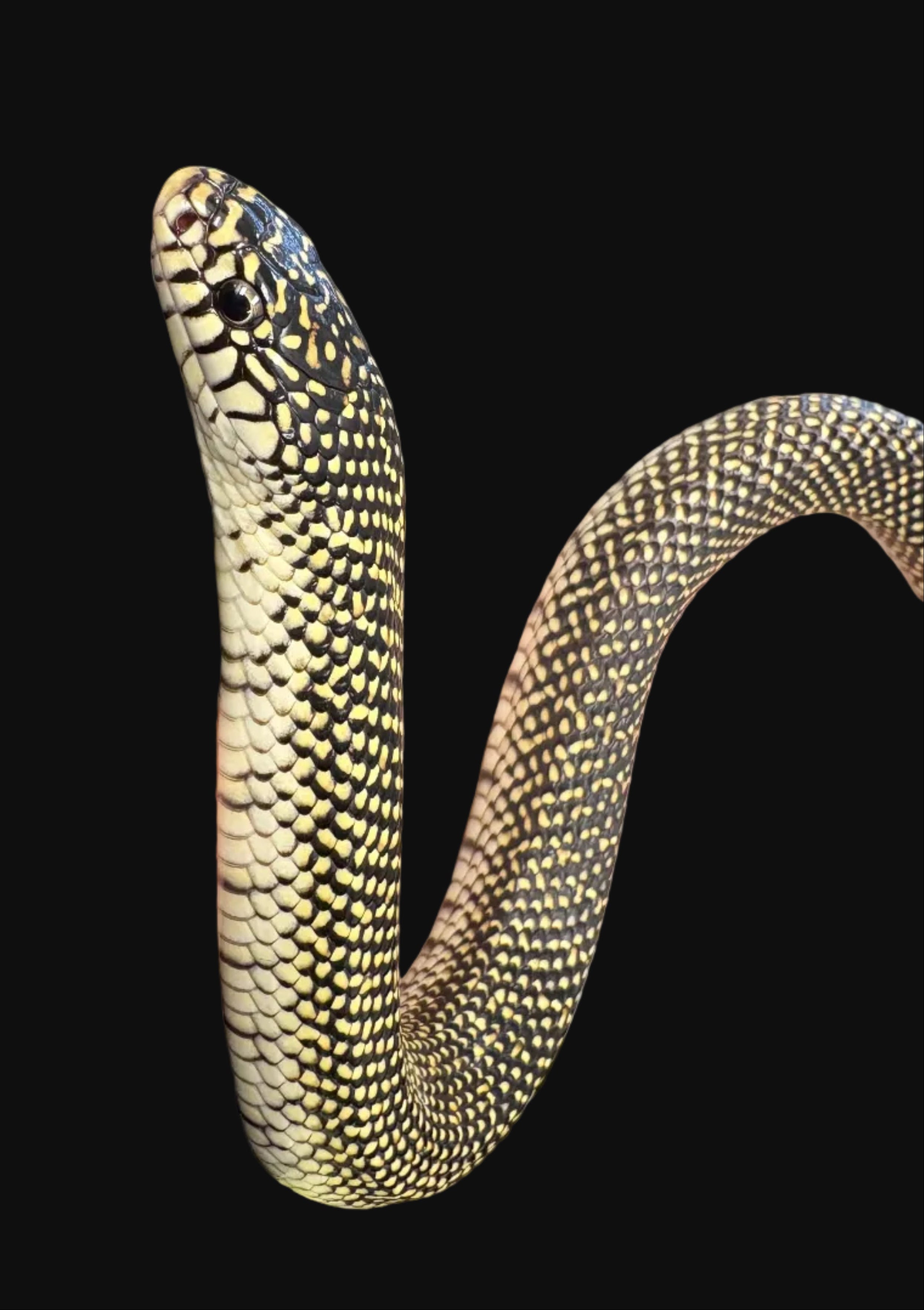 Speckled Kingsnake (Acadia Parish) (L. holbrooki)