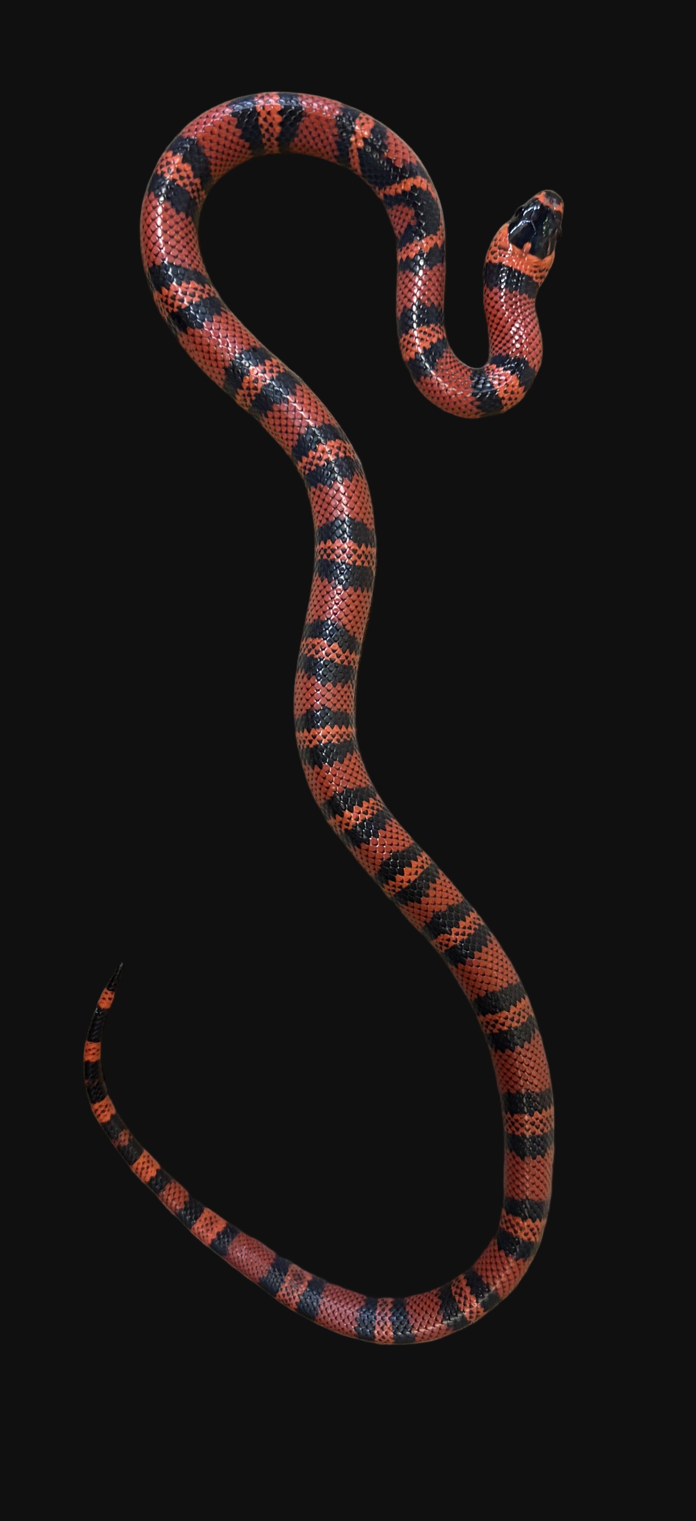 Honduran Milksnake (Tangerine het. Albino Anery)