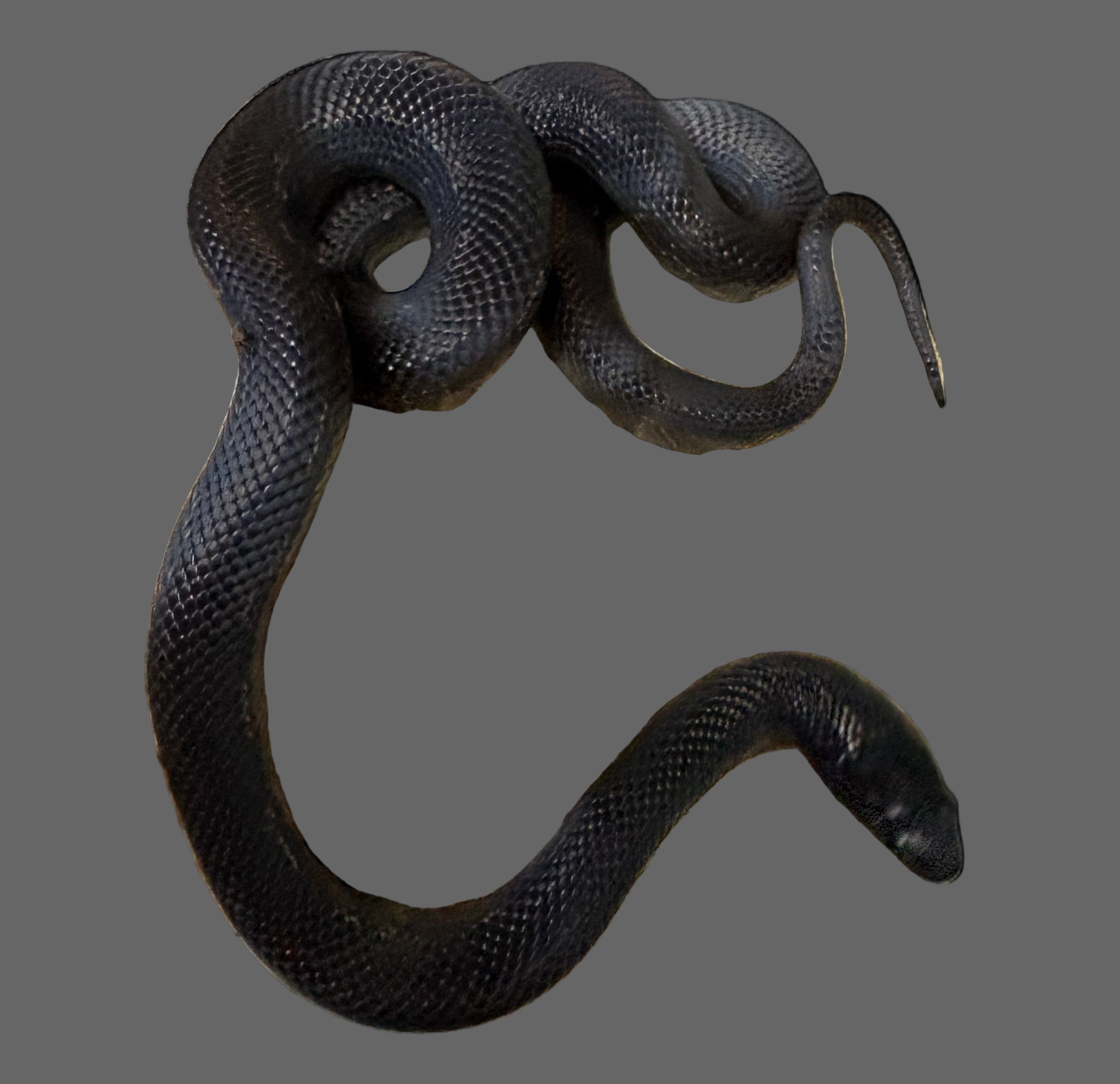 California Kingsnake (Hypermelanistic het. Albino Hypo/Blue Eyed Blonde)