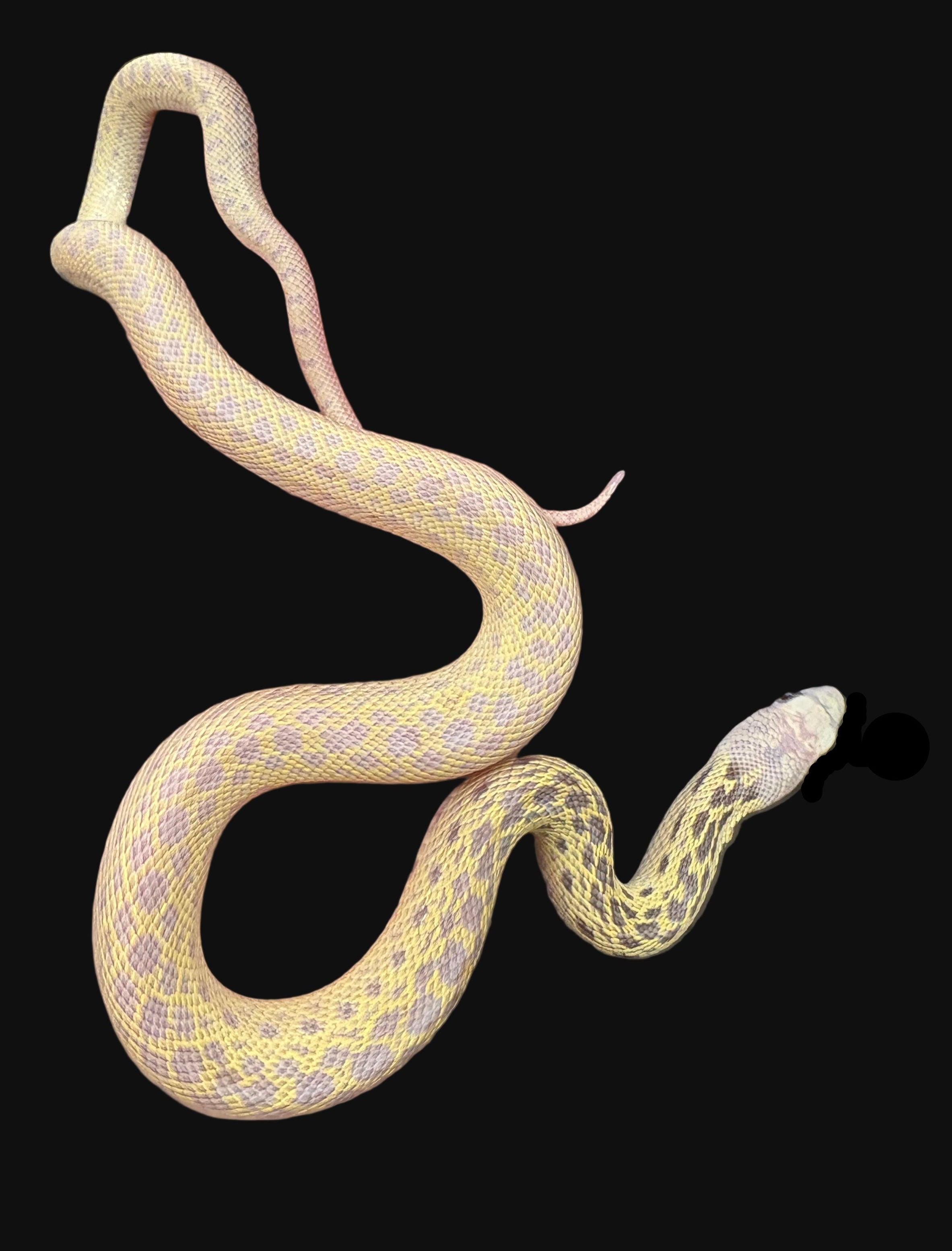 Couleuvre à nez mince de San Diego (Striped Klumper)