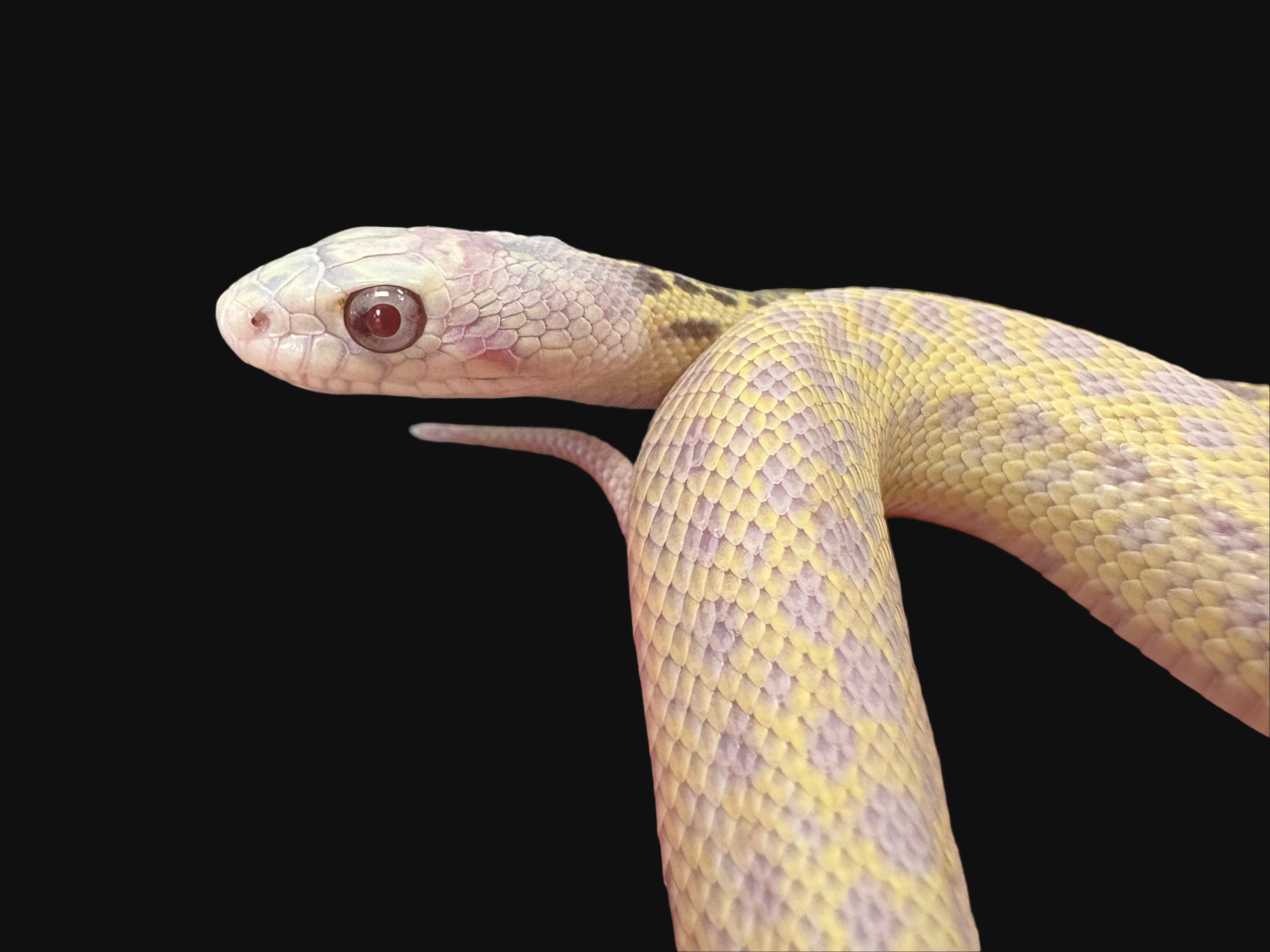 Couleuvre à nez mince de San Diego (Striped Klumper)