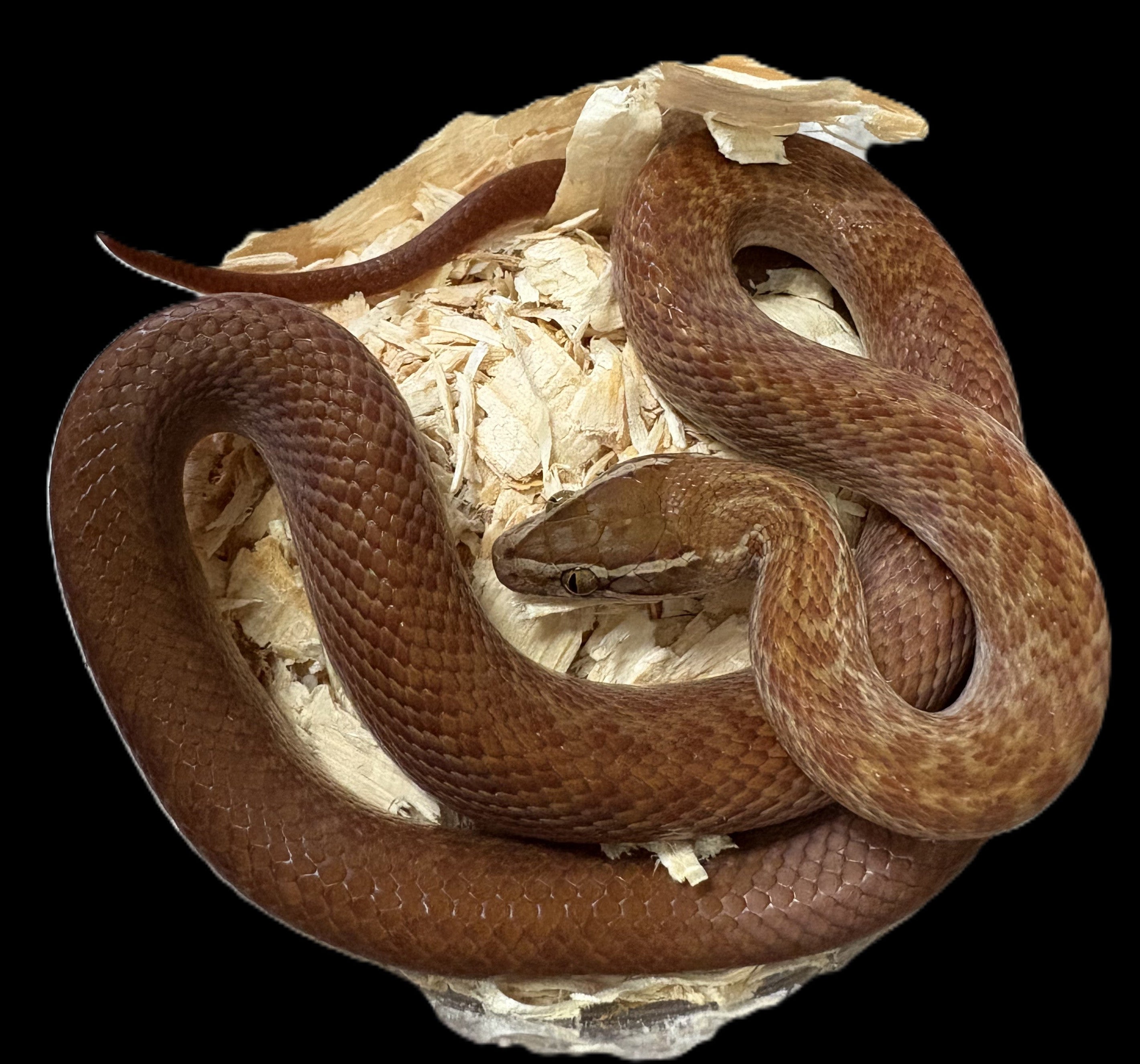 African House Snake (Red)