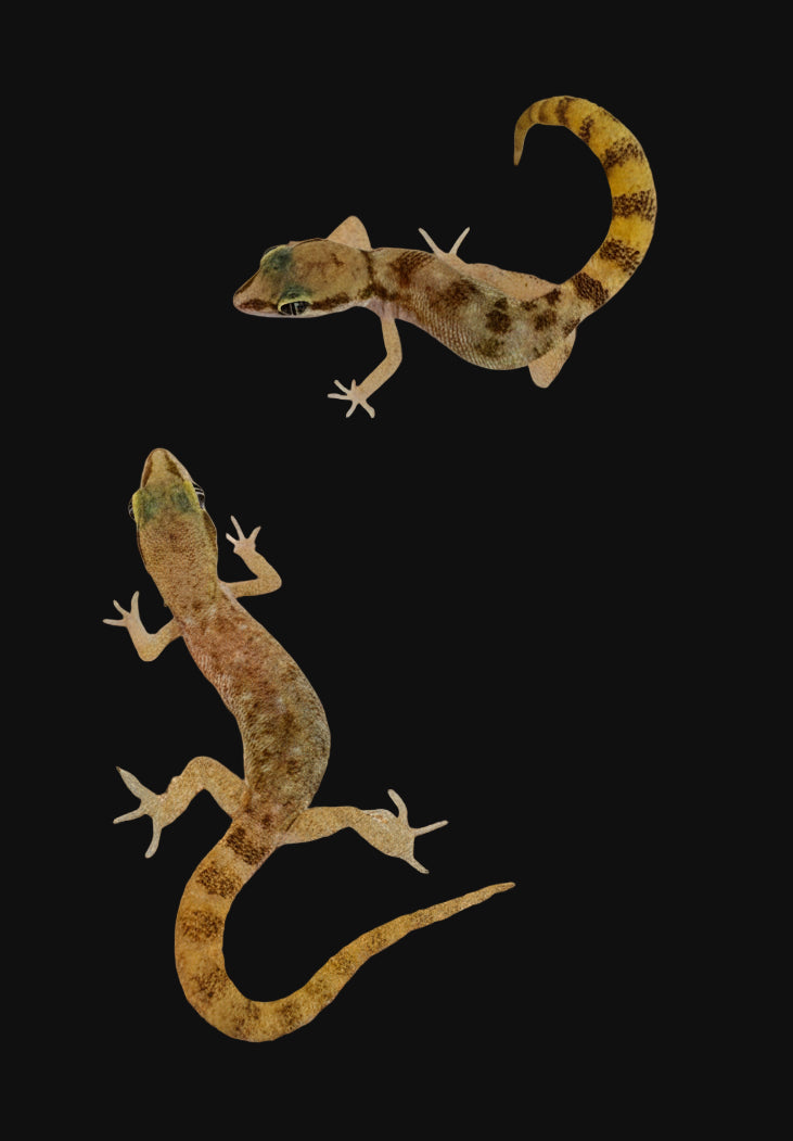 Steudner's Dwarf Gecko (Tropiocolotes steudneri)