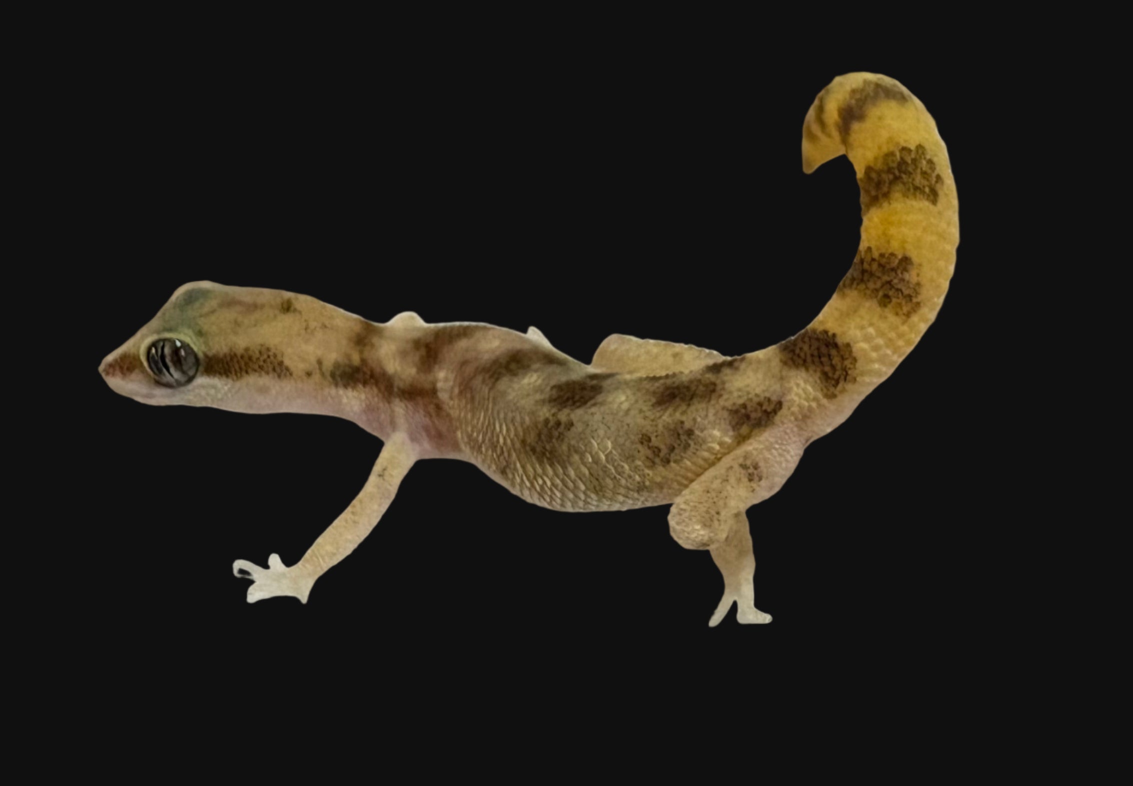 Steudner's Dwarf Gecko (Tropiocolotes steudneri)