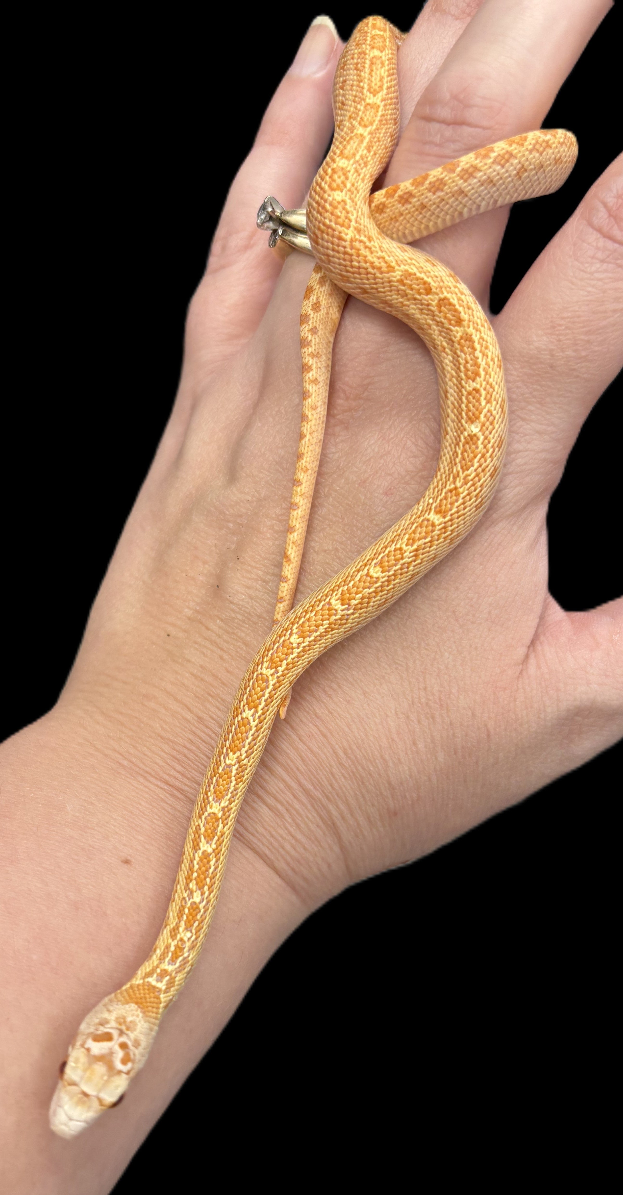 Couleuvre à nez mince de San Diego (Striped Klumper)