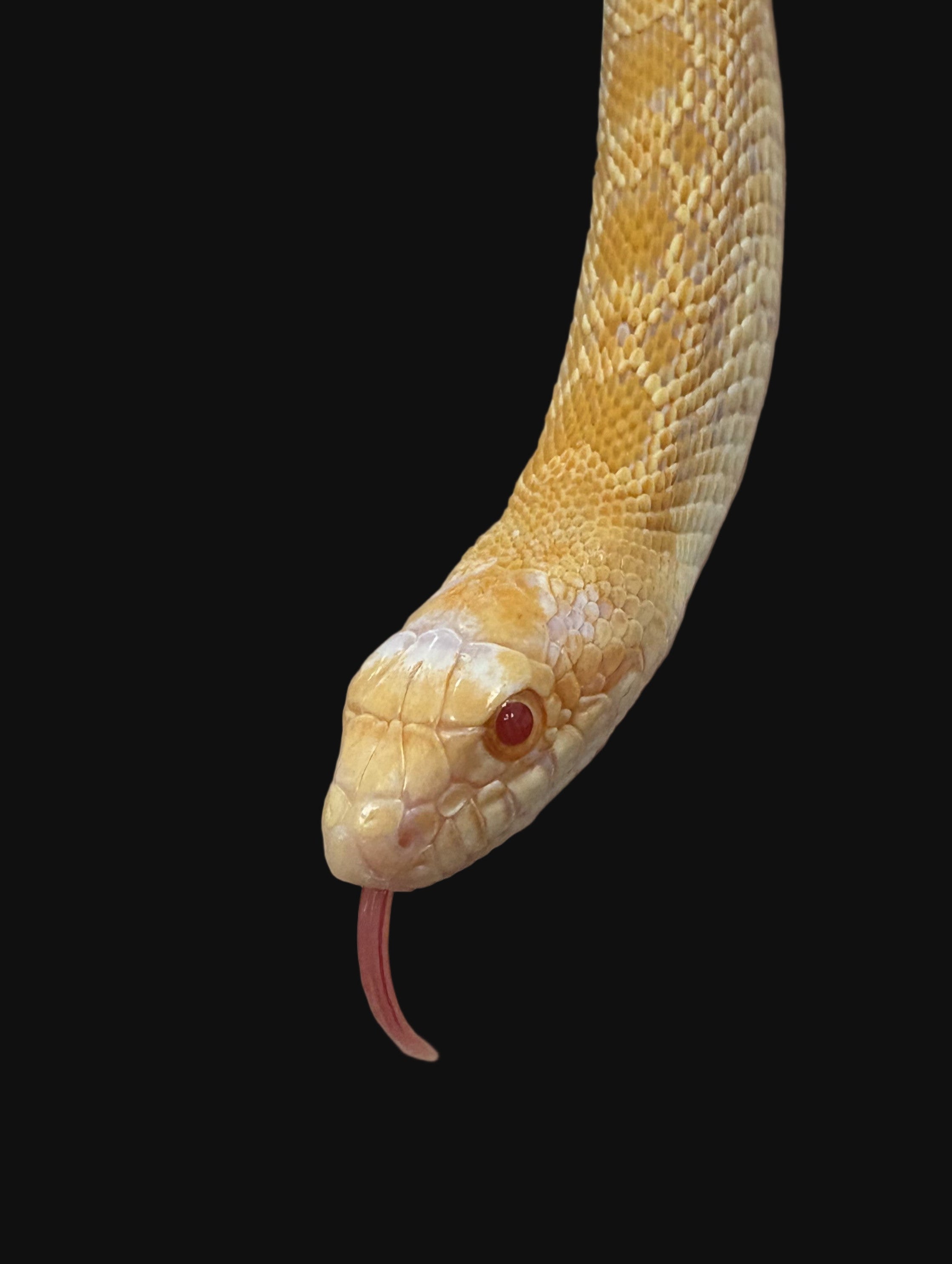 Bull Snake (Orange Albino)