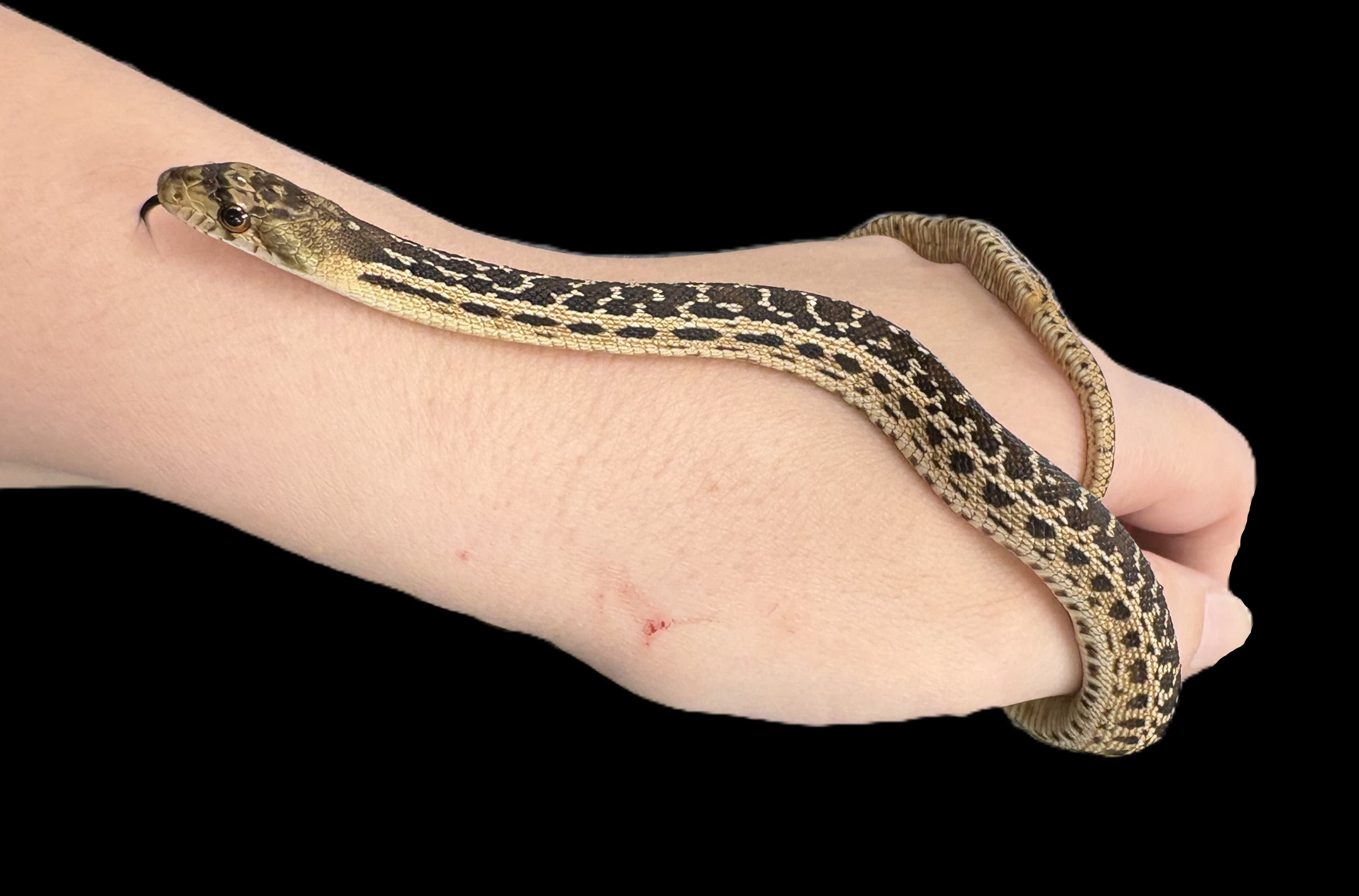 Couleuvre à nez mince de San Diego (Striped Klumper)