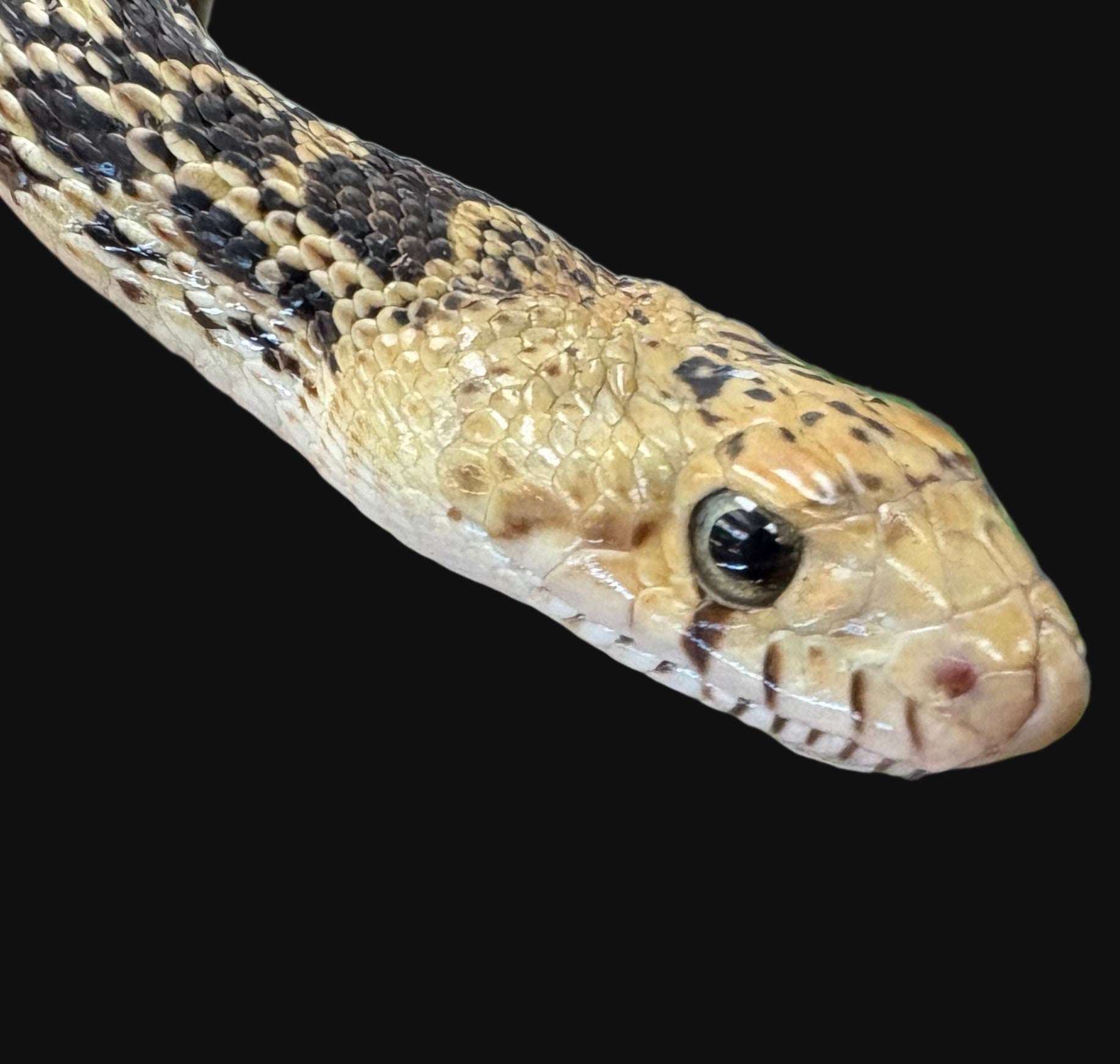 Couleuvre taureau (albinos) femelle