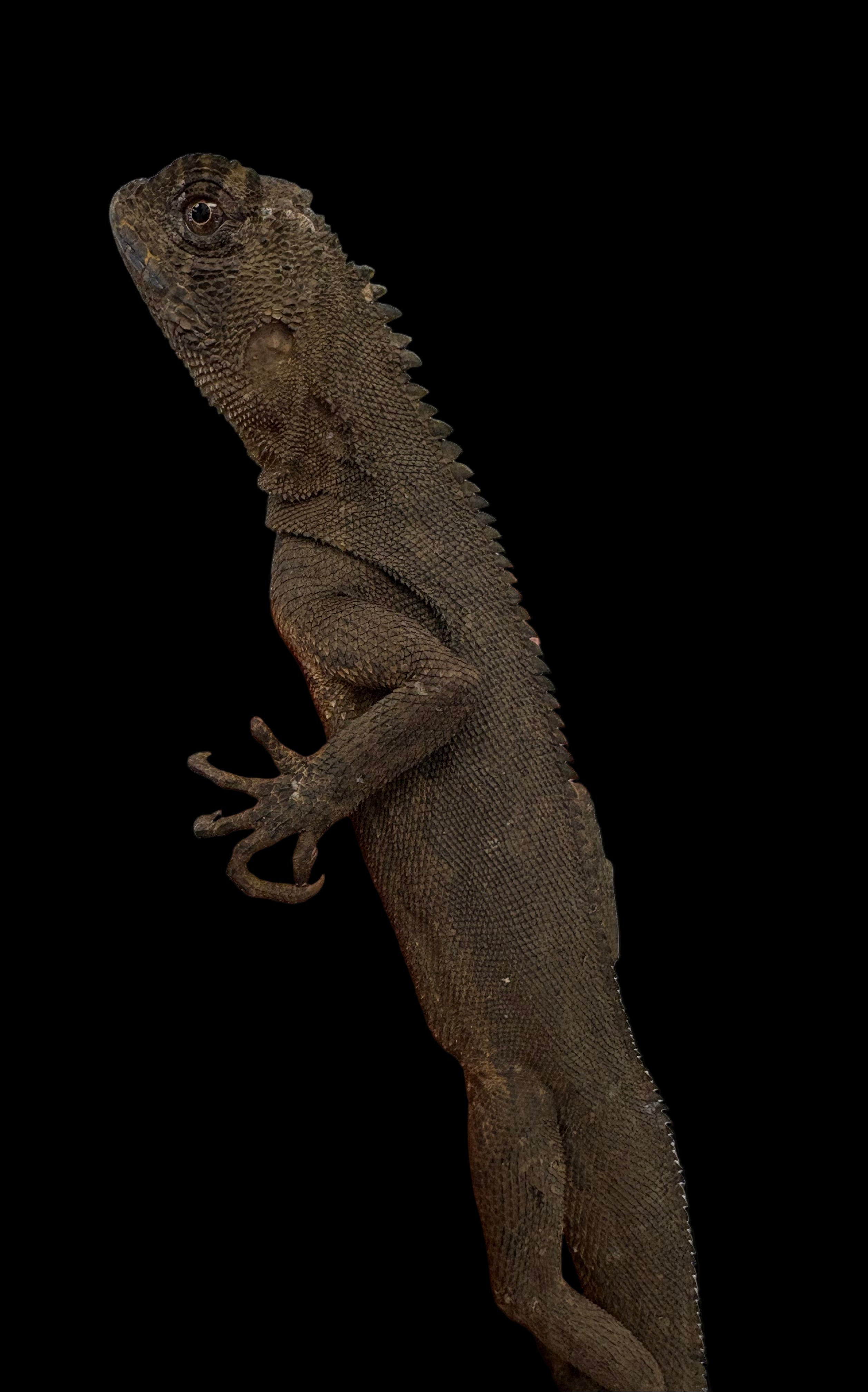 Dragon cornu des montagnes