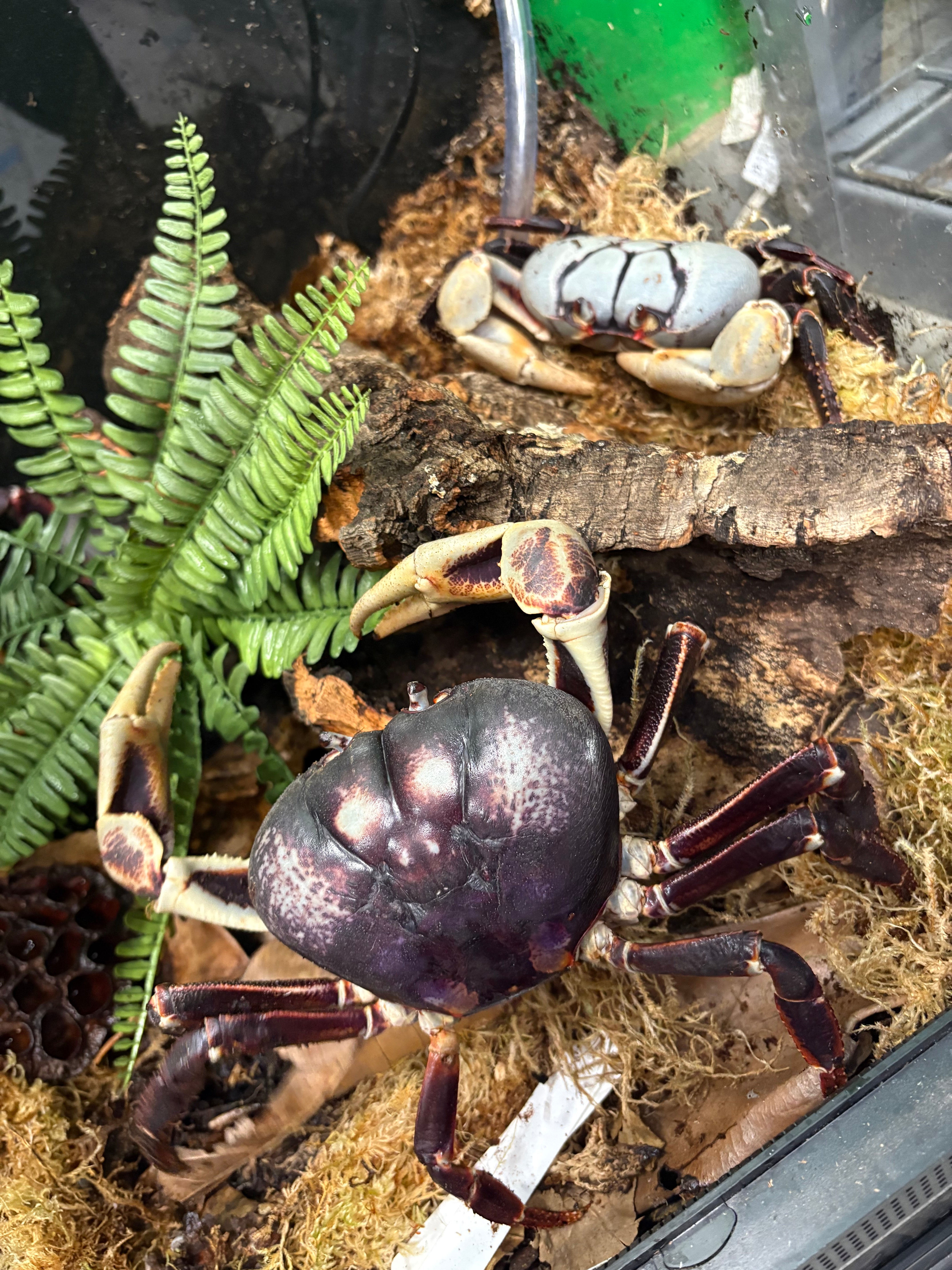 Zombie Crab (Gecarcinus ruricola)