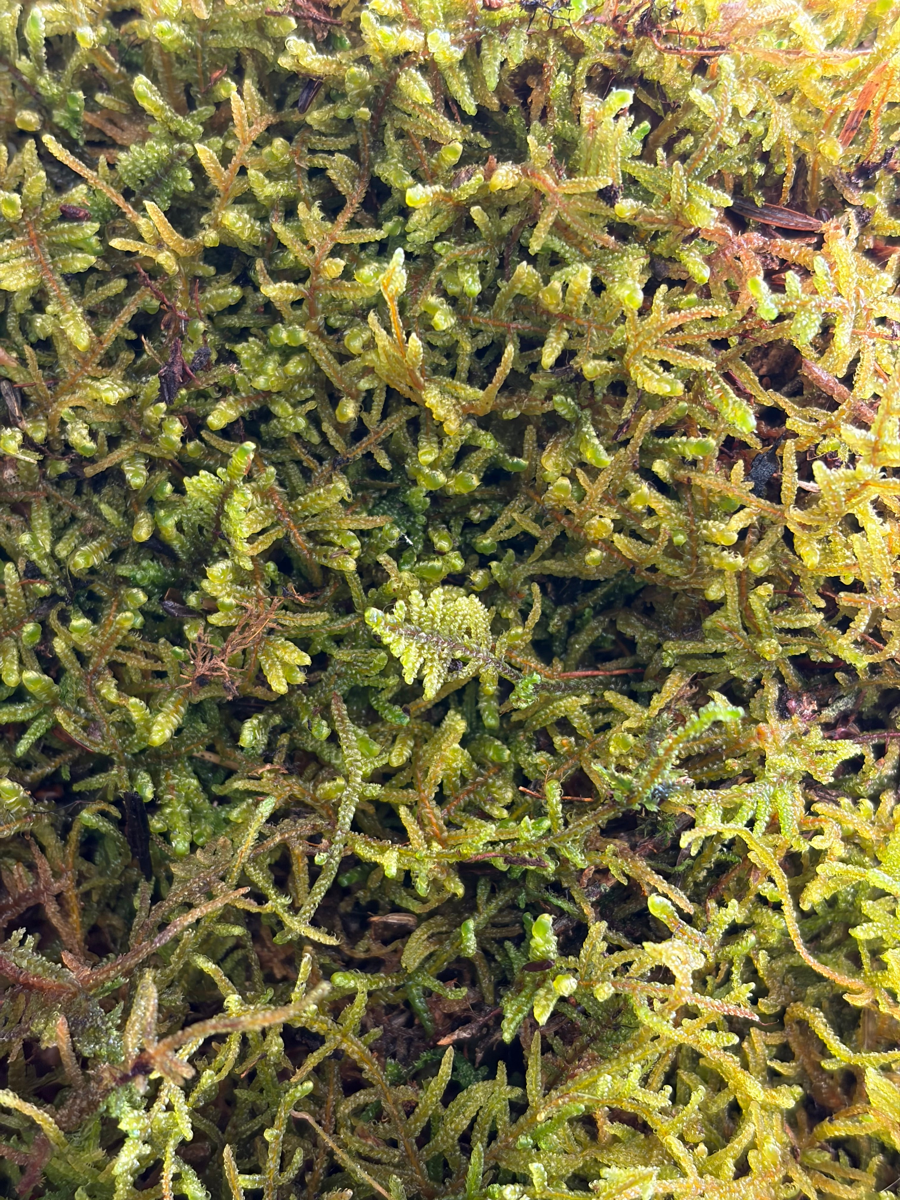 Live Moss Cultures