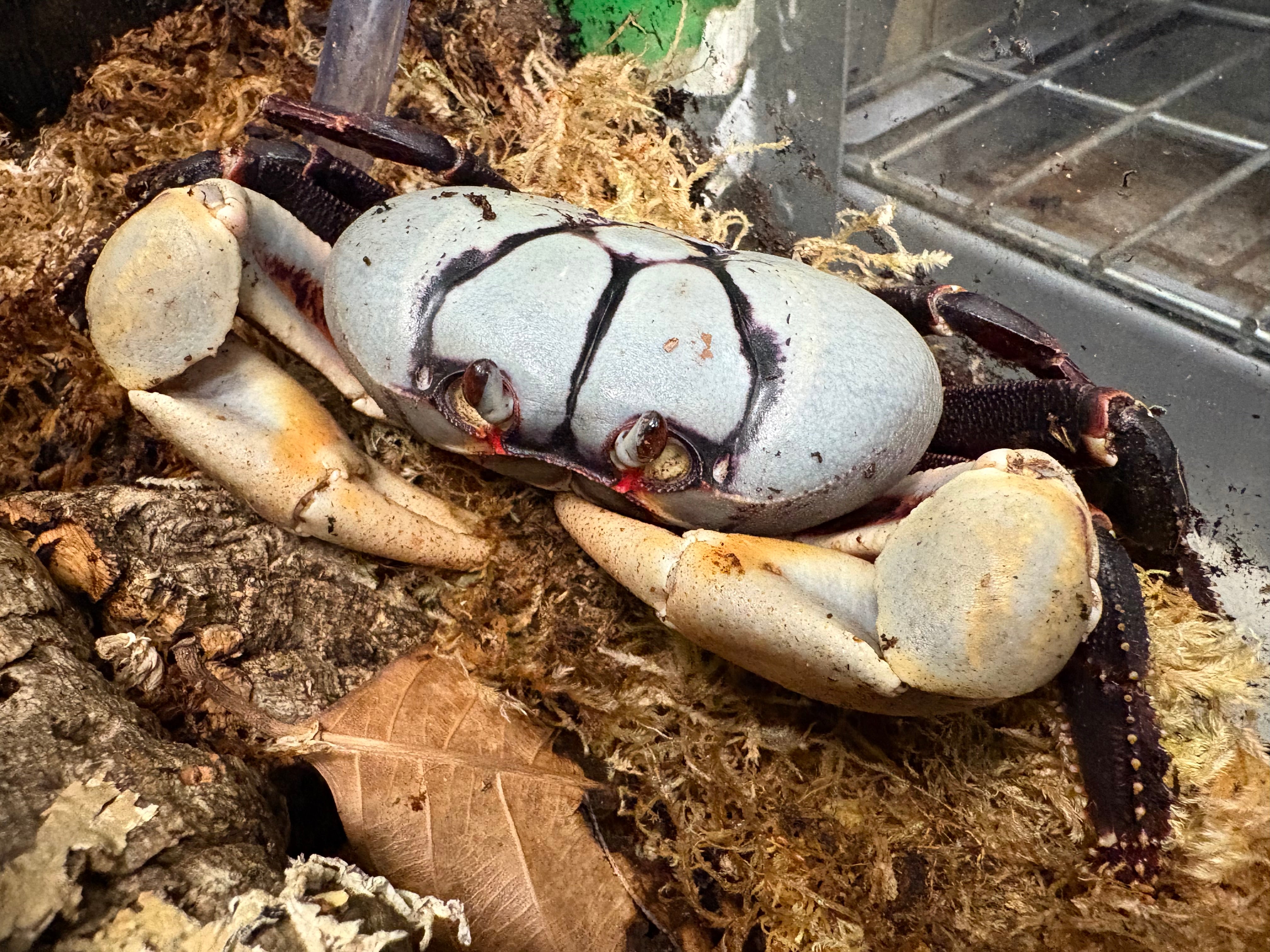 Zombie Crab (Gecarcinus ruricola)
