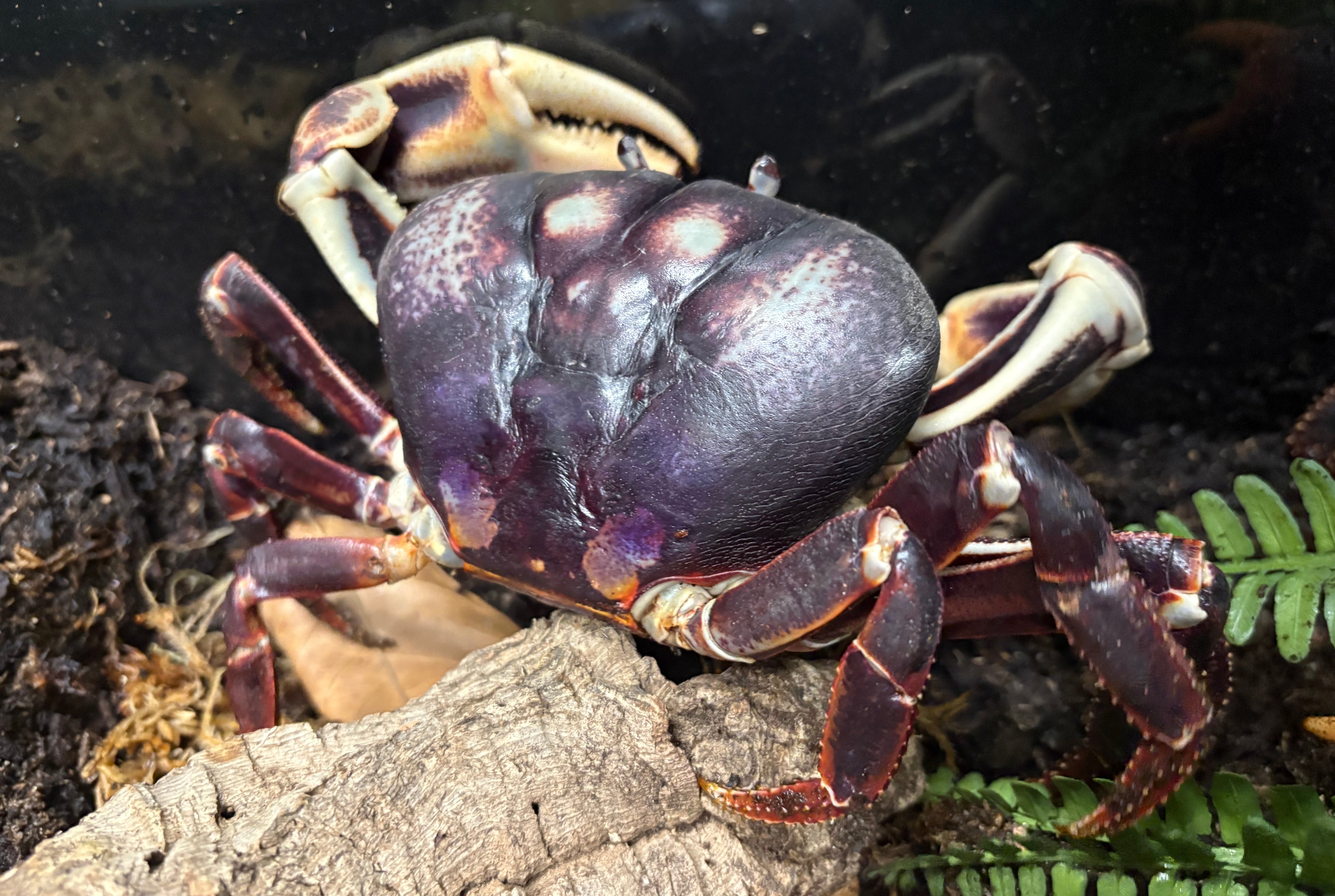 Zombie Crab (Gecarcinus ruricola)