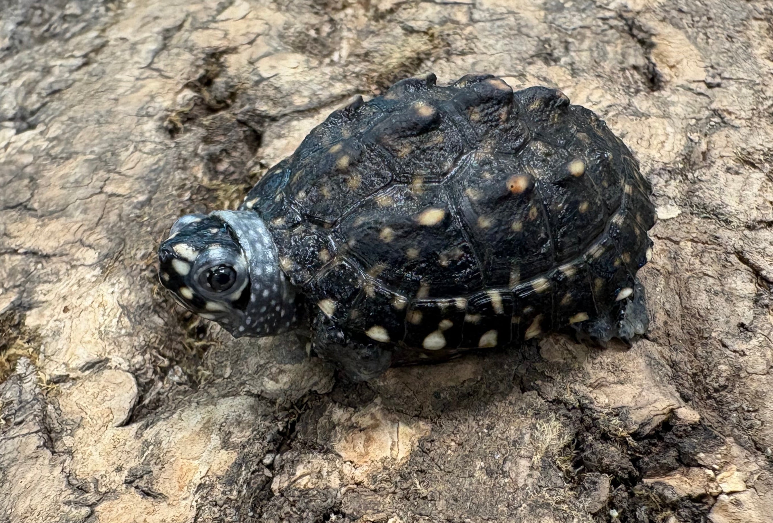 Indian Spotted Turtle (Geoclemys hamiltonii)