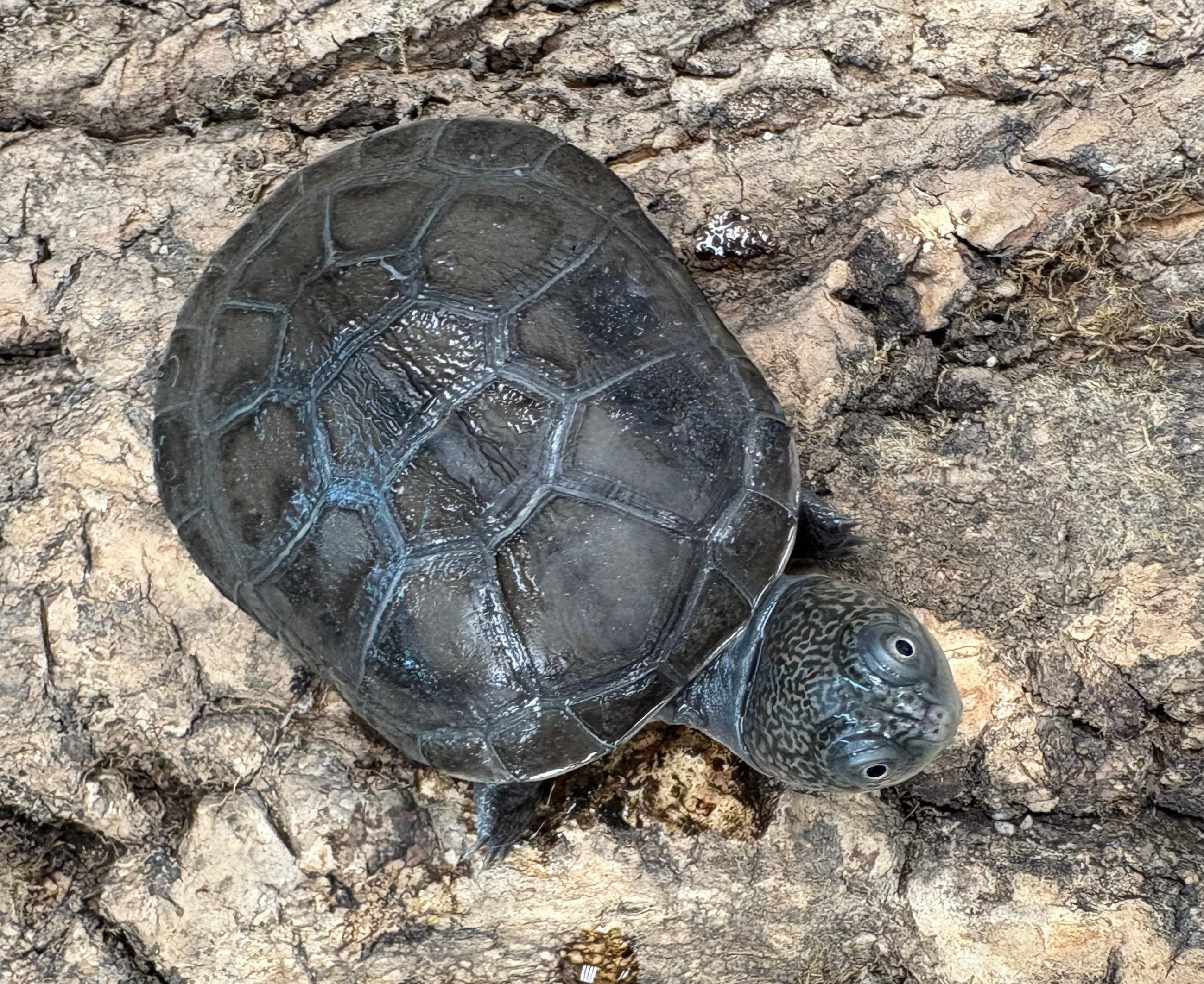 African Helmeted Turtle (Pelomedusa subrufa)
