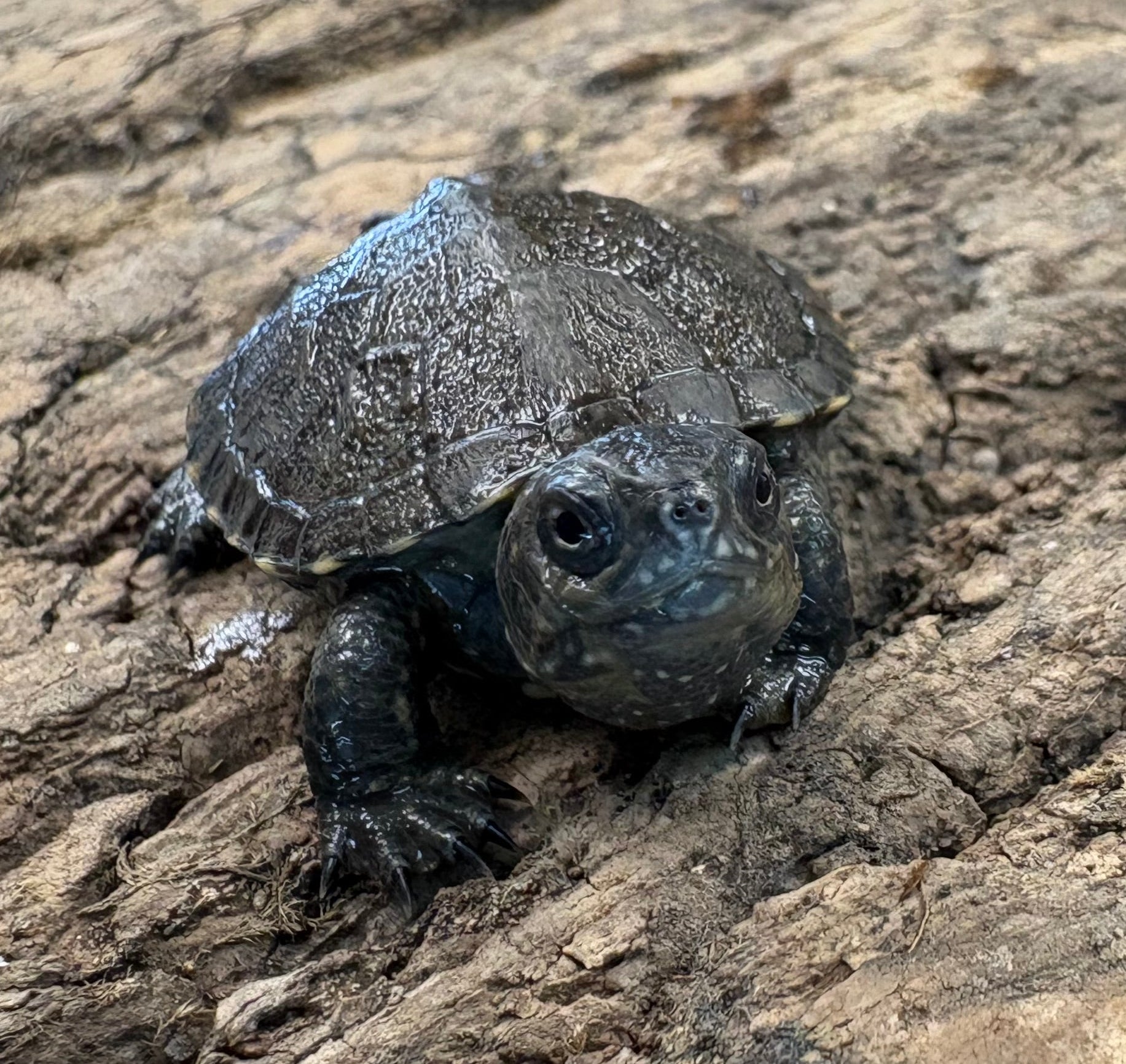 European Pond Turtle (Emys orbicularis)