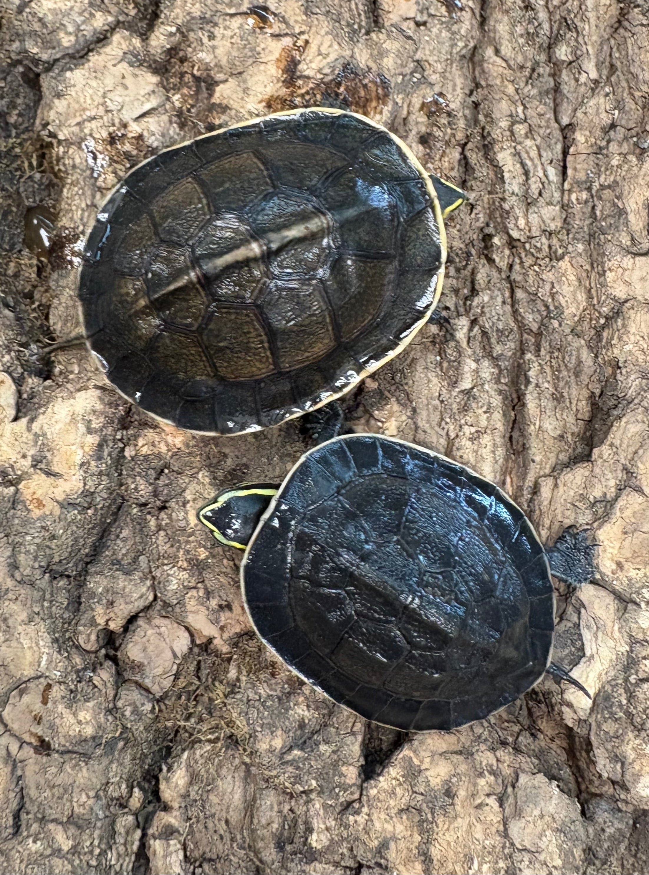 Tortue musquée à dos de rasoir