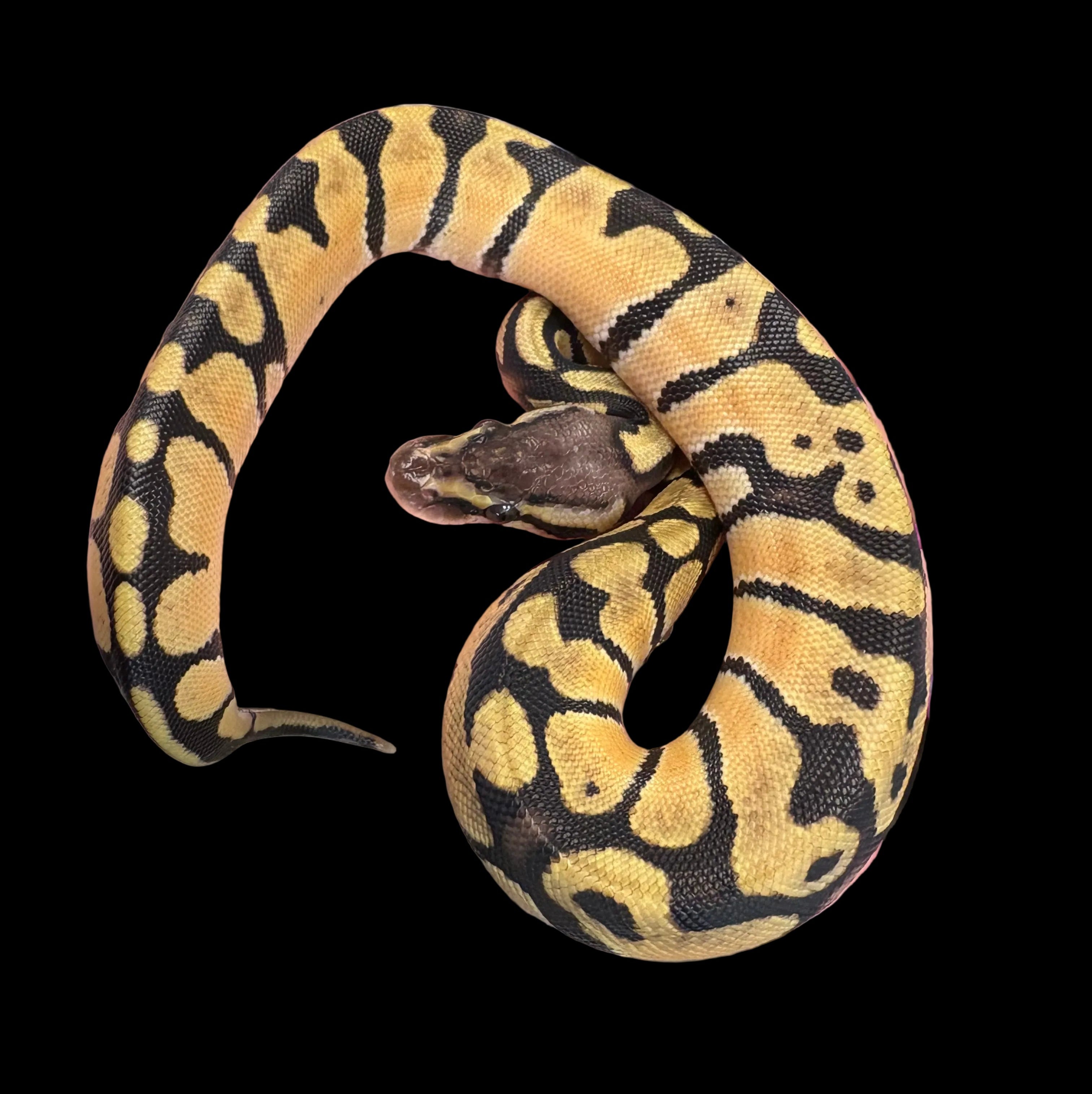 Ball Python (Pastel Orange Dream)