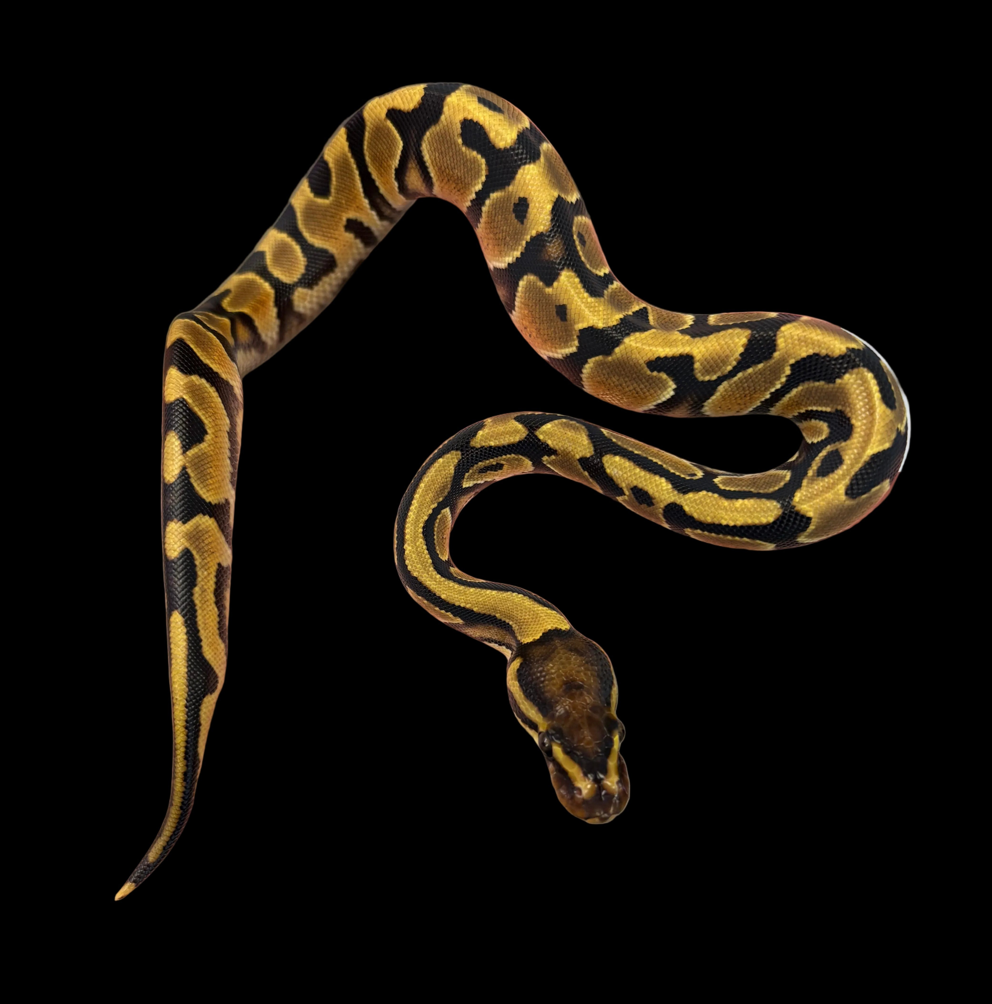 Ball Python (Orange Dream)